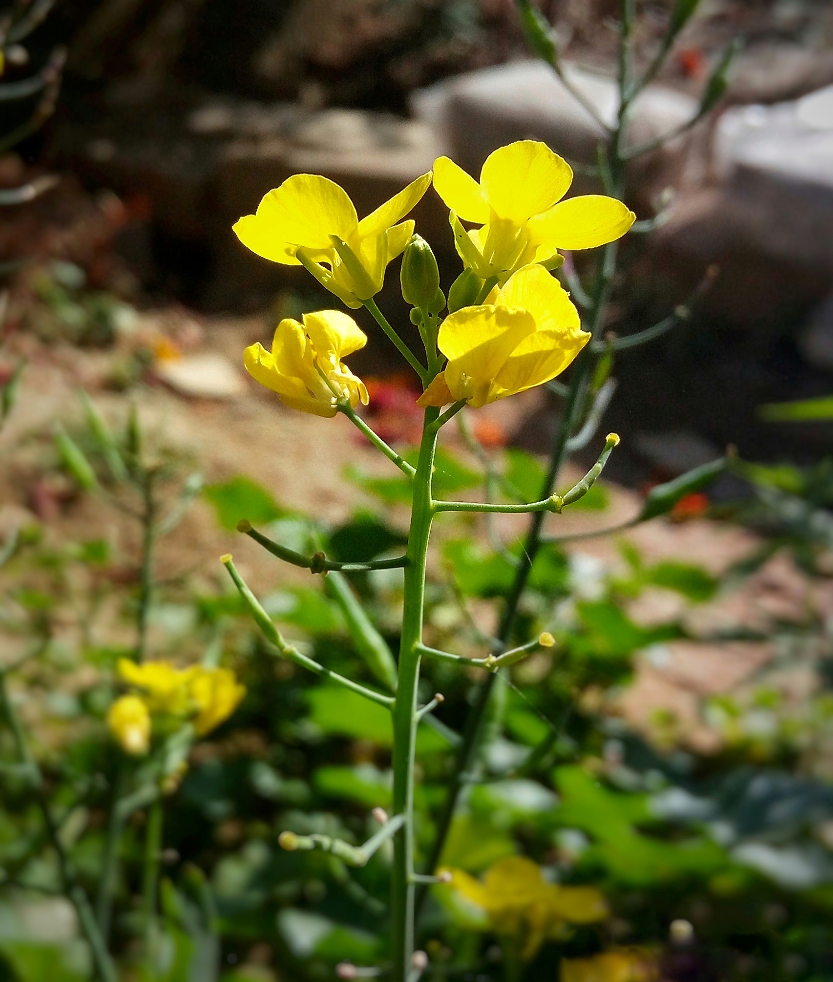 Mustard flowering plant