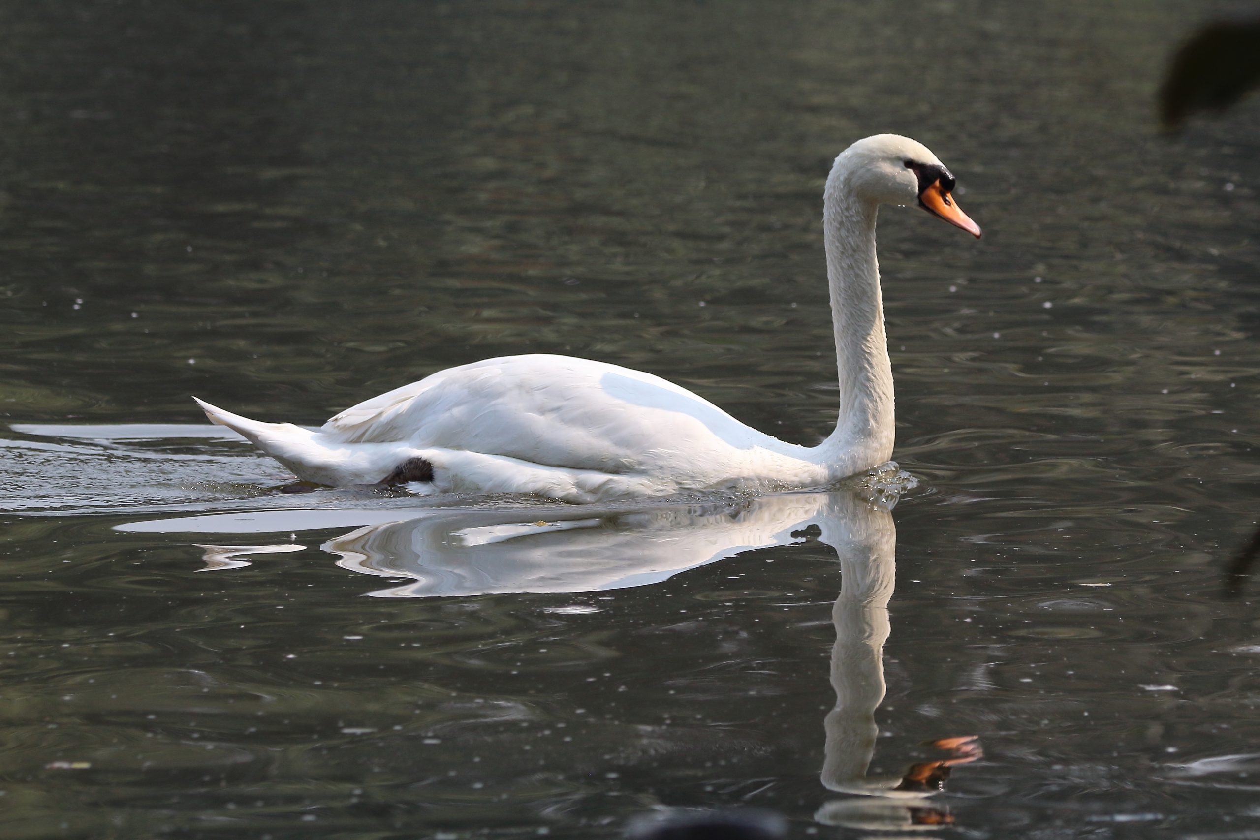 Australian swan swimming peacefully in a lake.