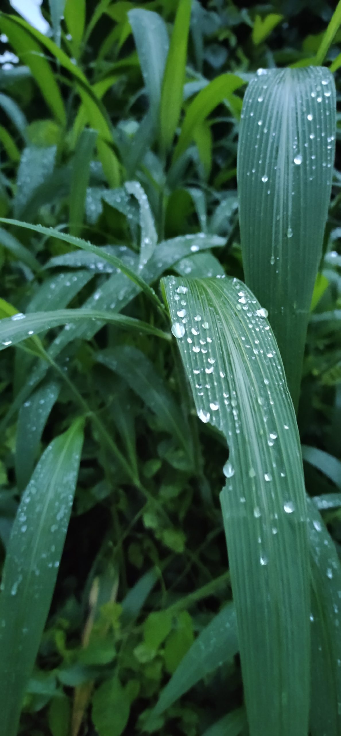 Natural Green Leaves