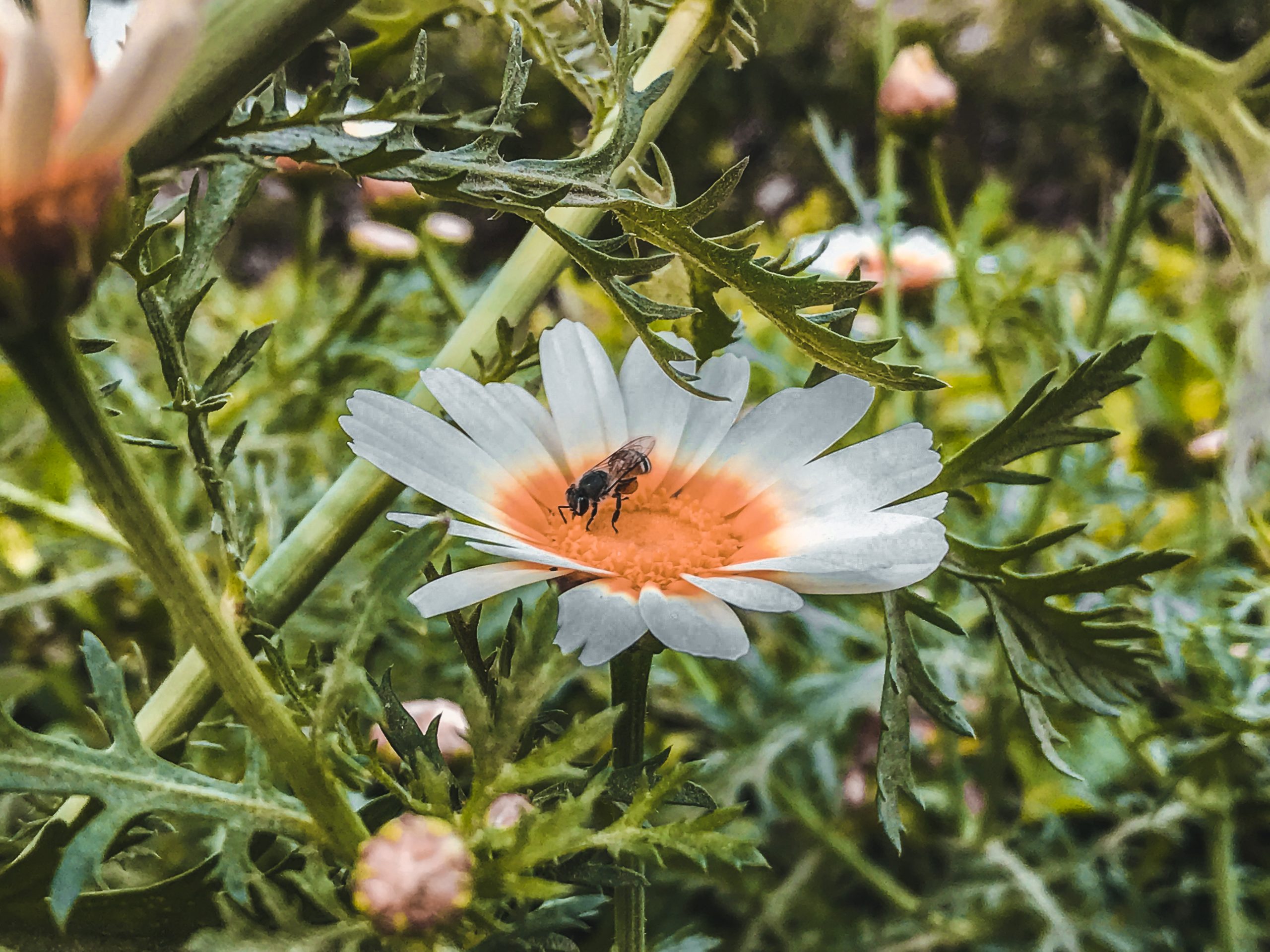Honey bee on the flower