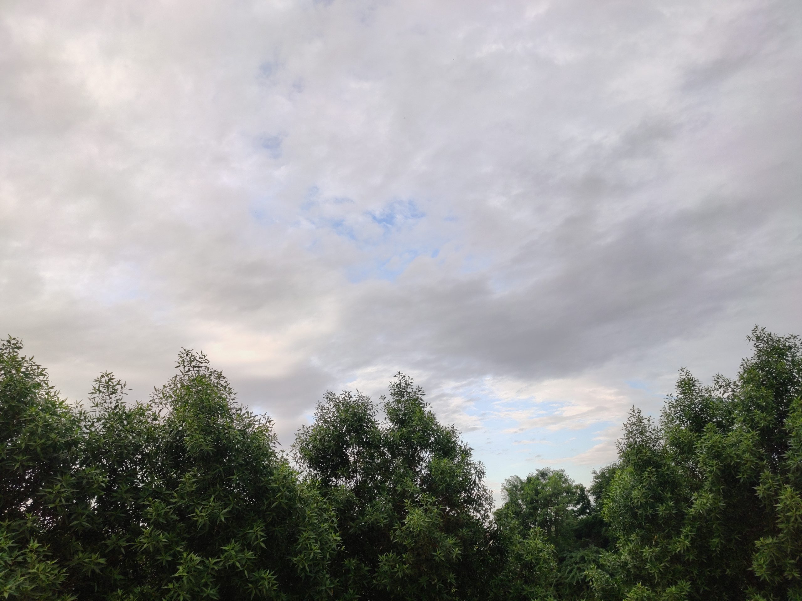 Cloudy sky portraying greenery.