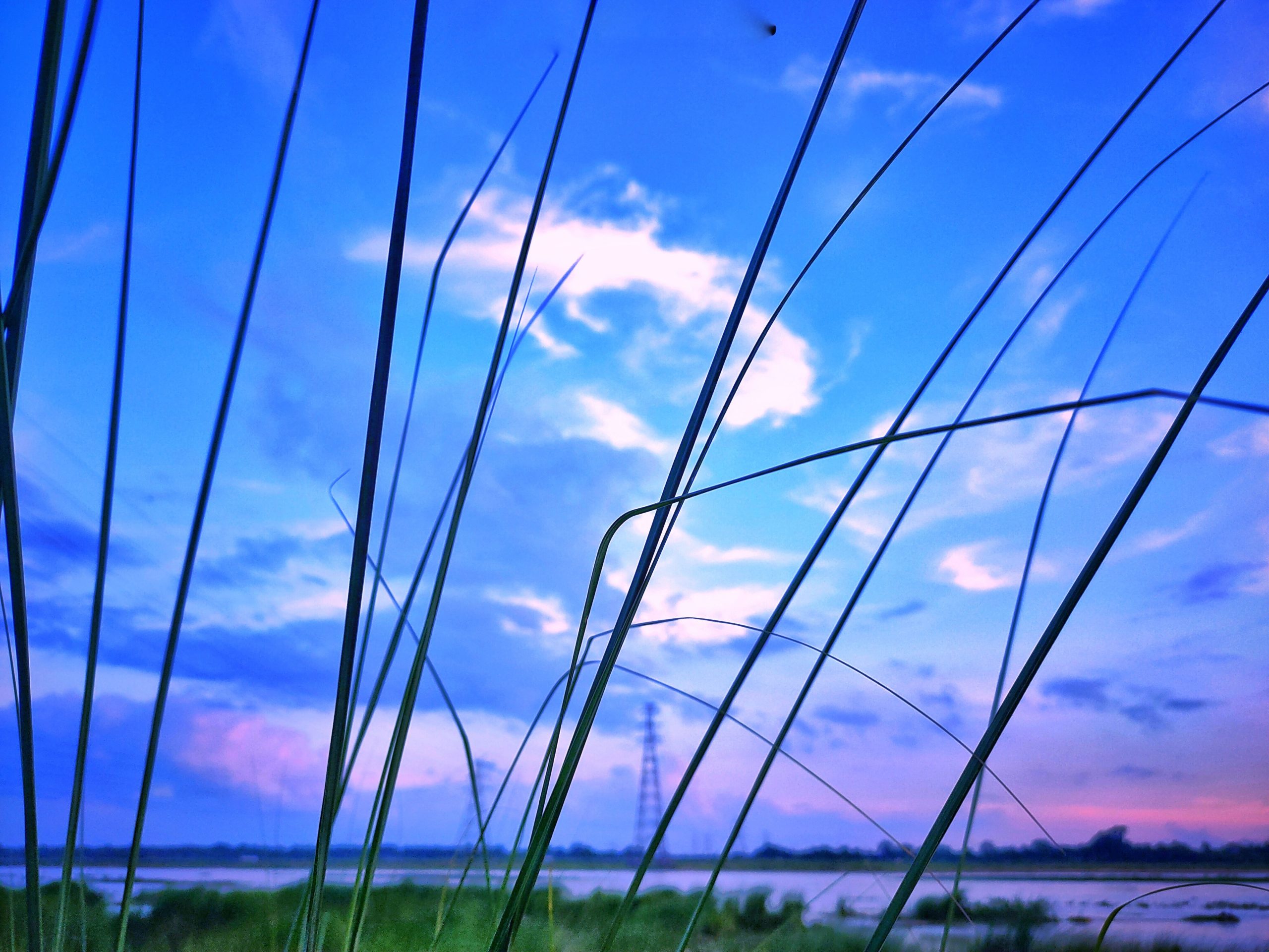 sky in the background of tall grass