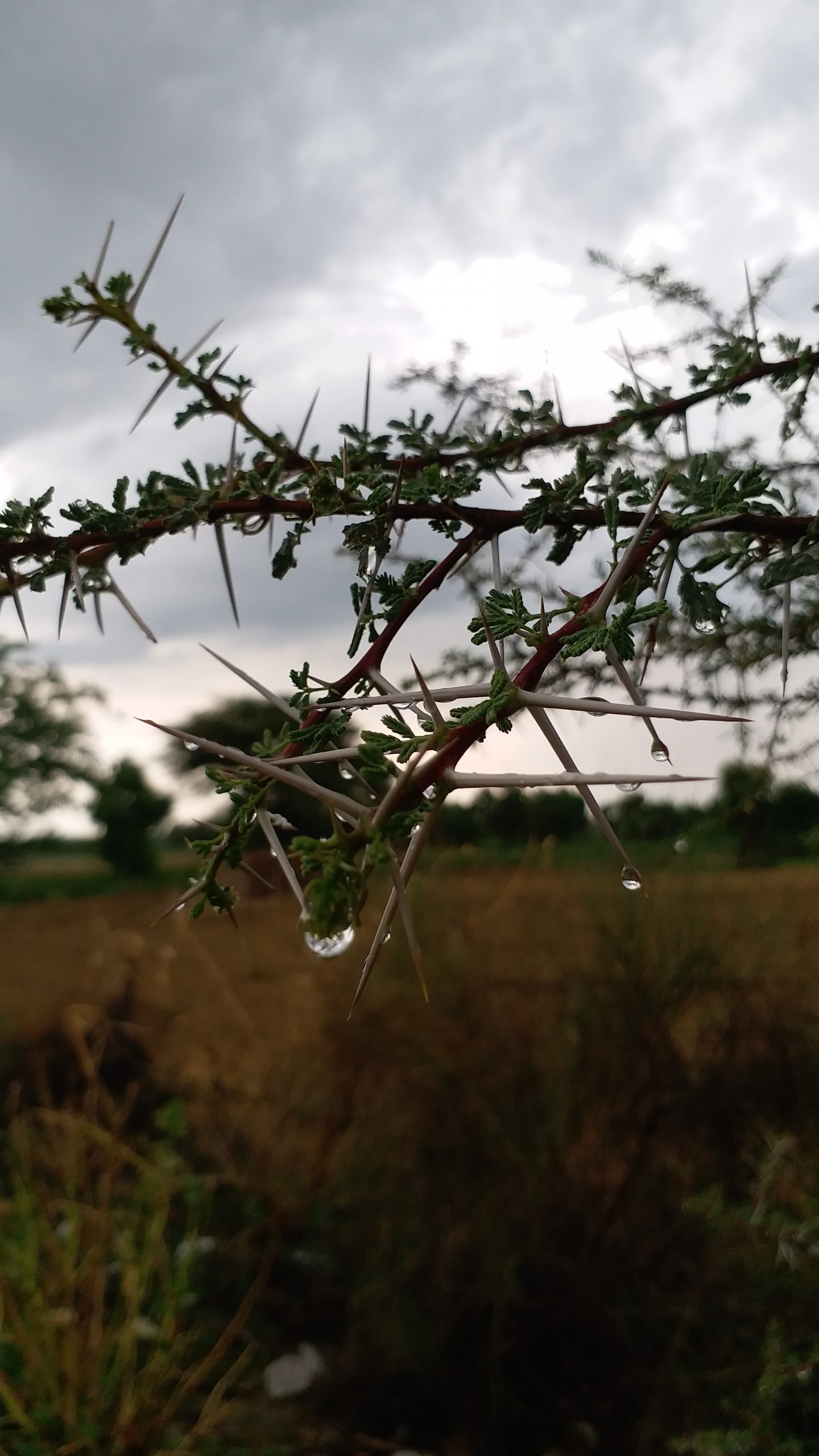 Rain drops on a thorny plant