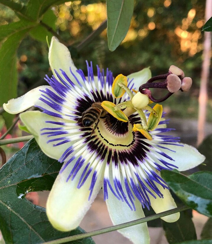 Bee on a flower