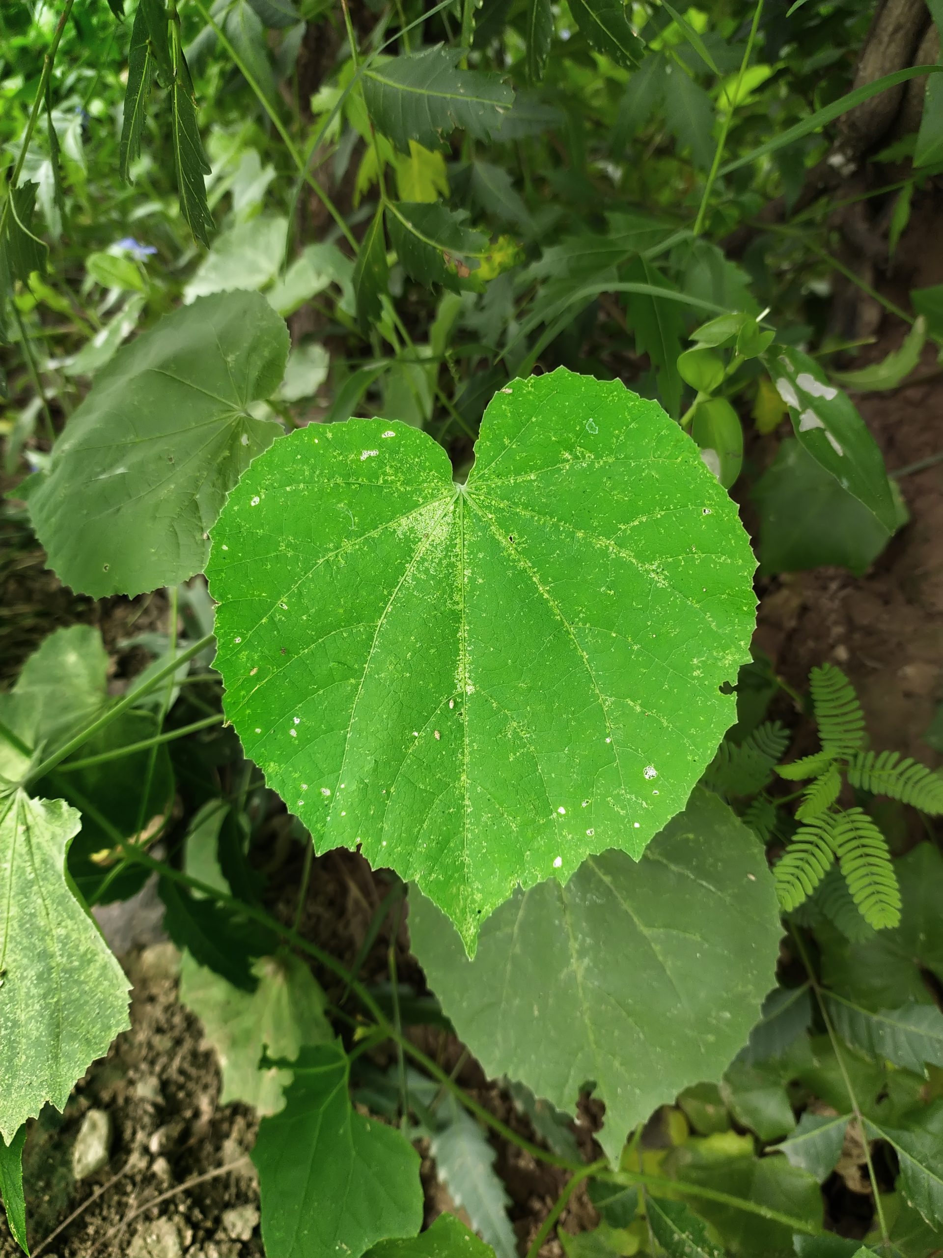 Heart-shaped leaf