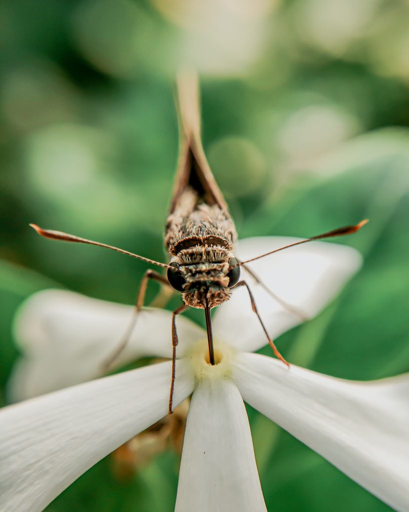 Nectar Closeup PixaHive