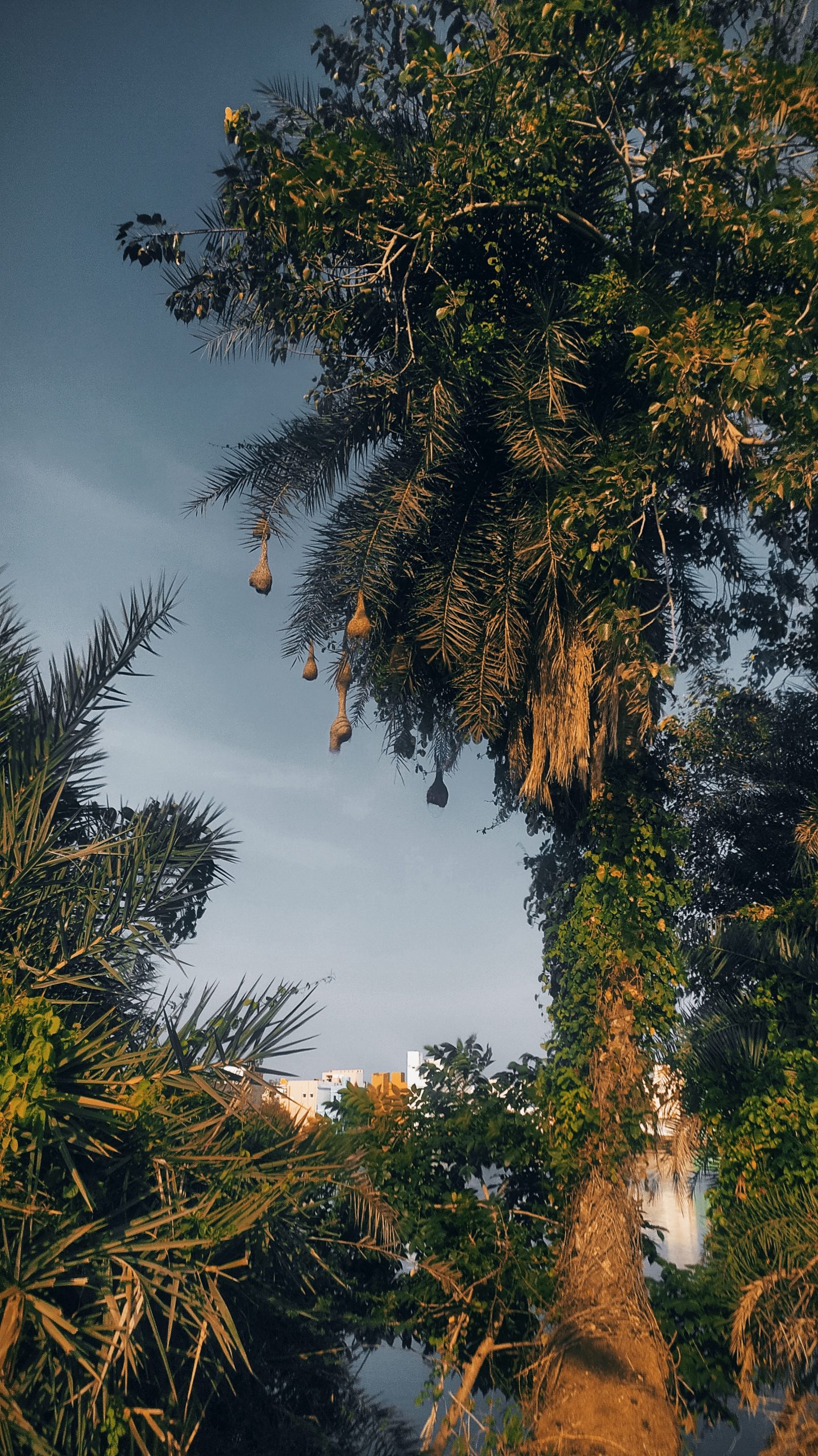 Bird nests on a tree