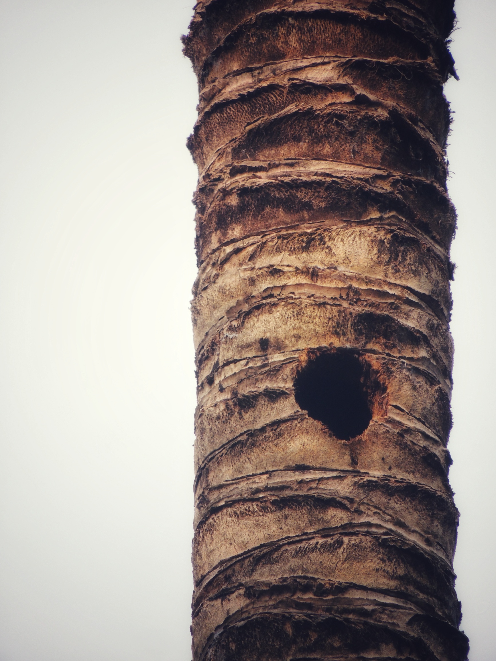 Nest of woodpecker in the tree