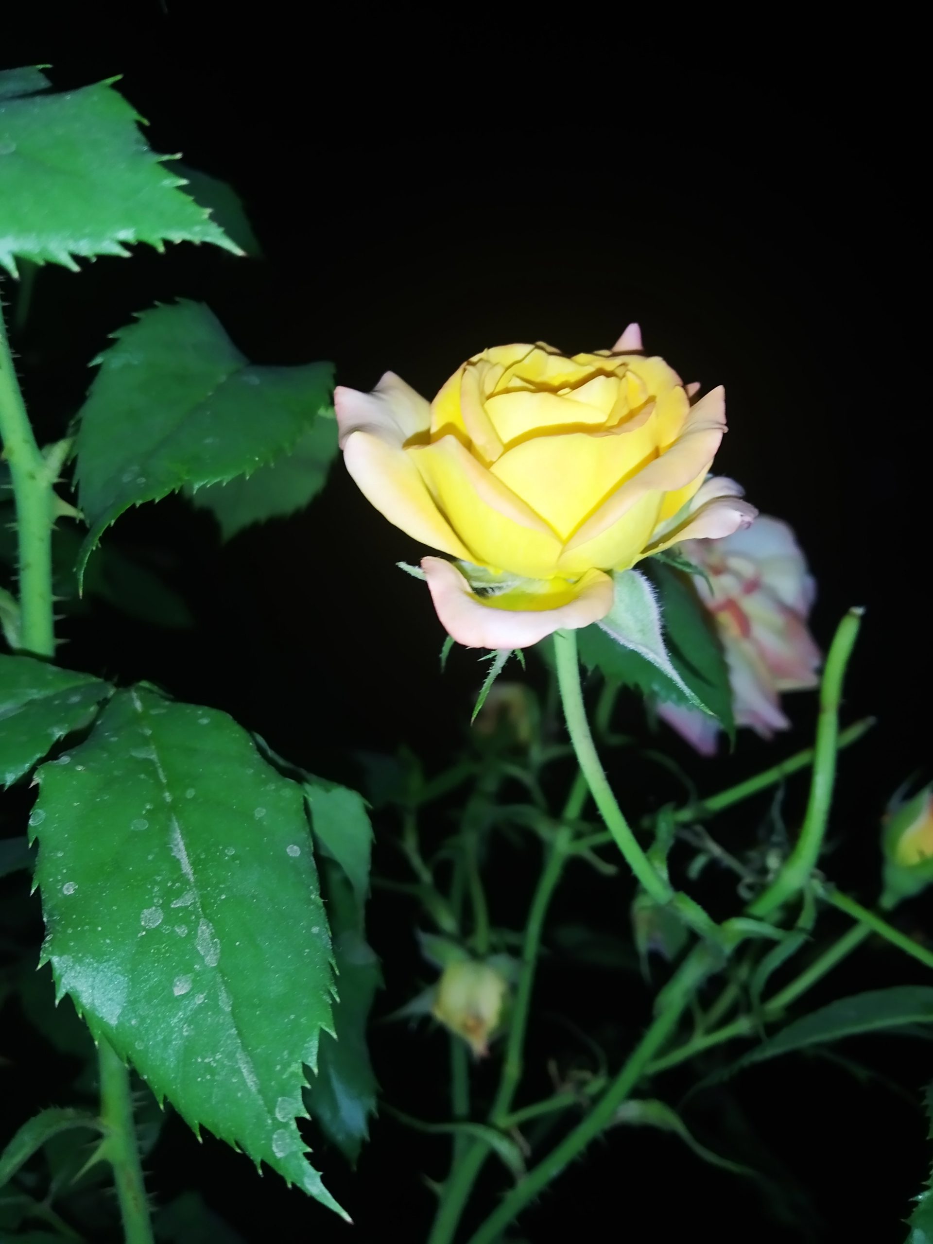 Yellow rose in night.