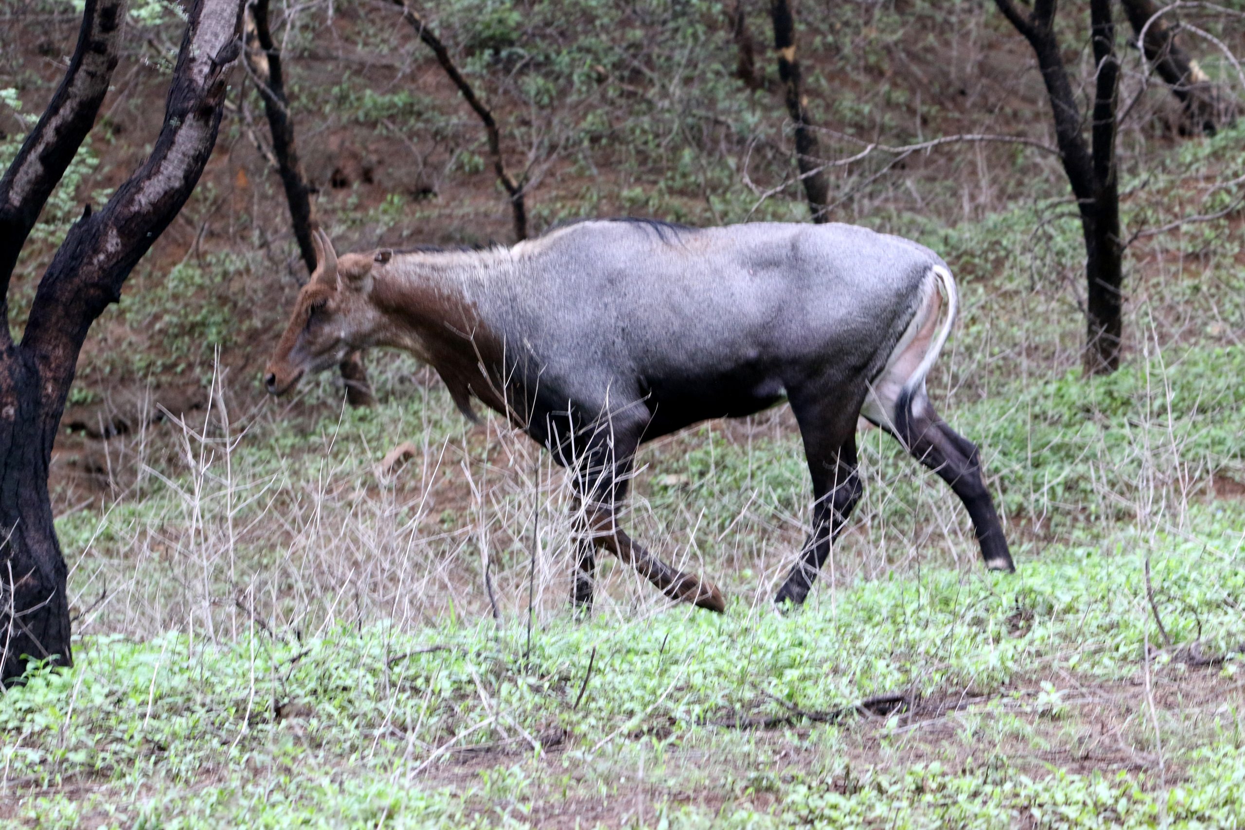 Nilgai in jungle - Free Image by Simi on 