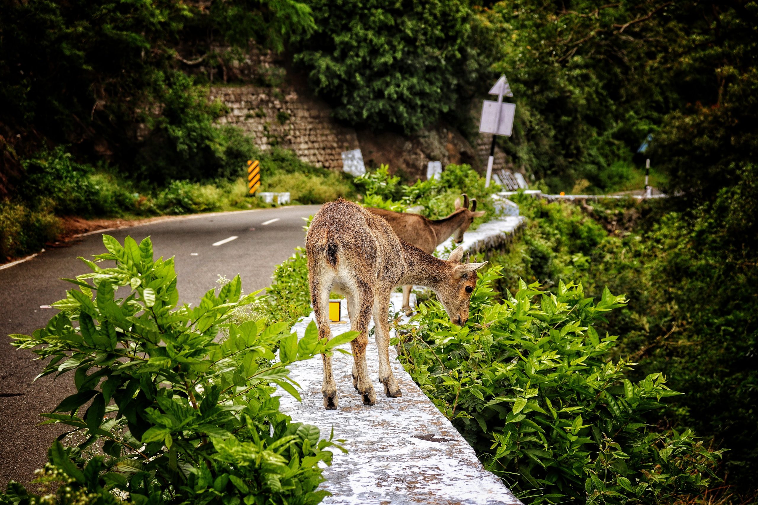 Nilgiri Tahr in Ooty