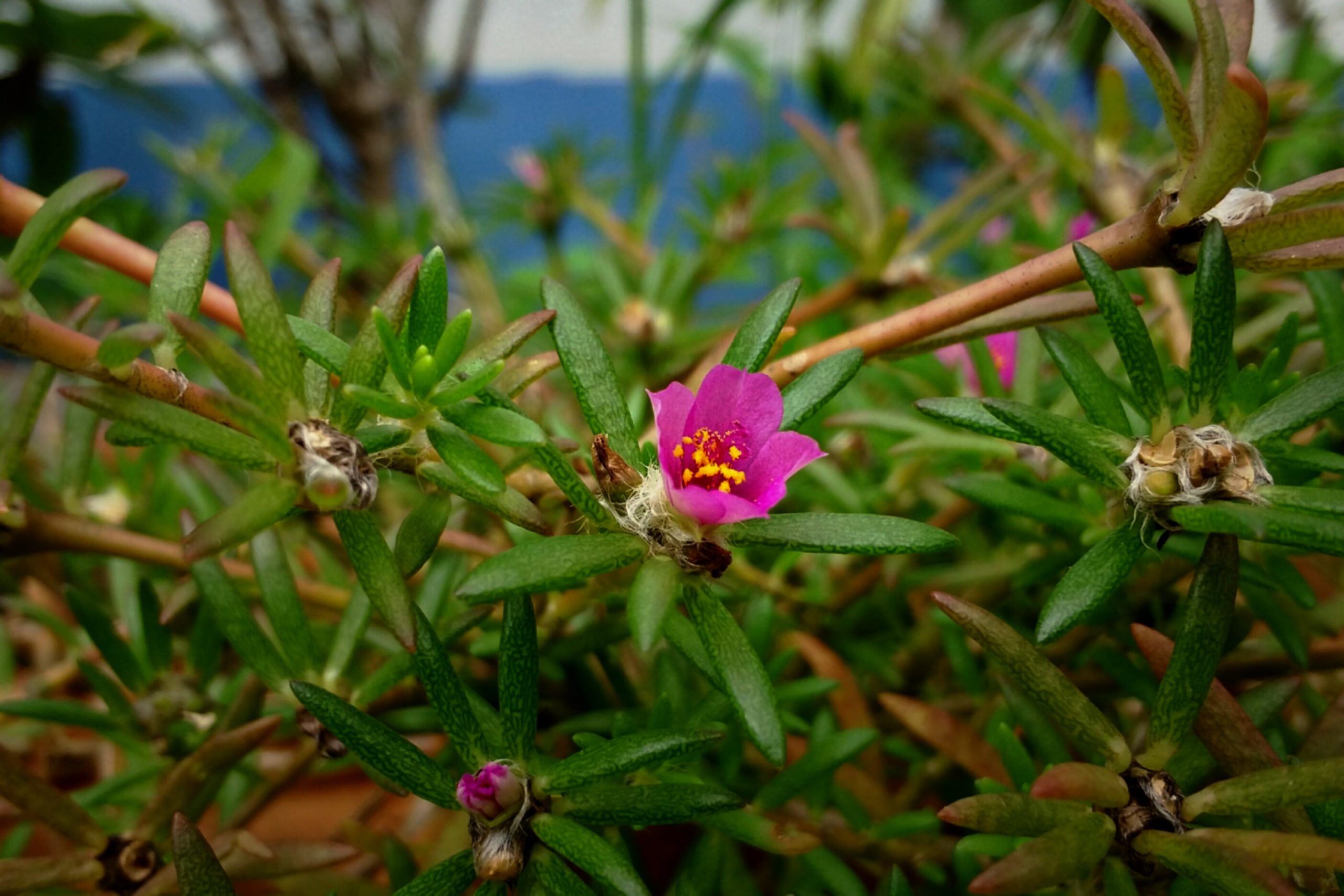 Four o'clock flower