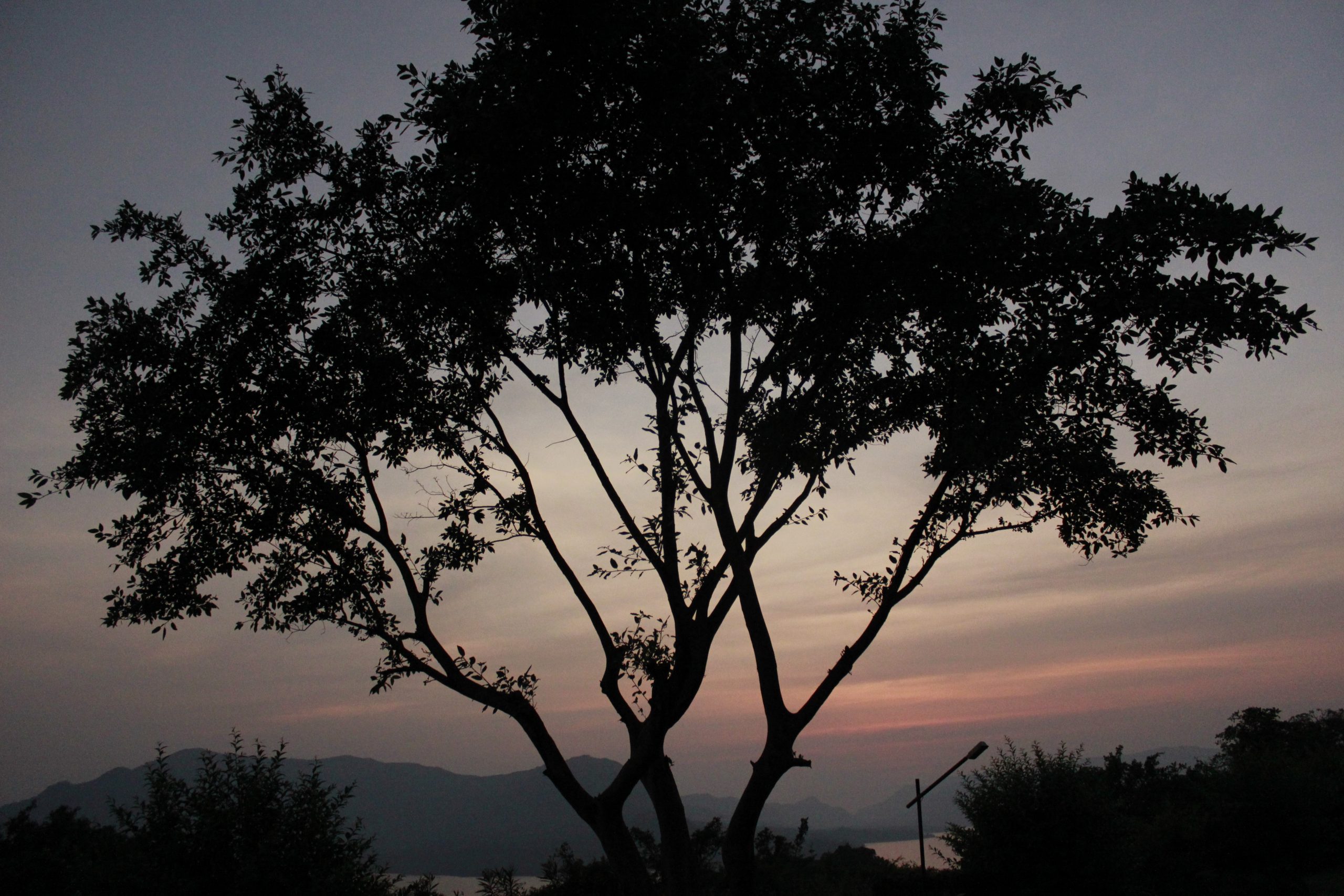 Oak Tree in Evening Scenery