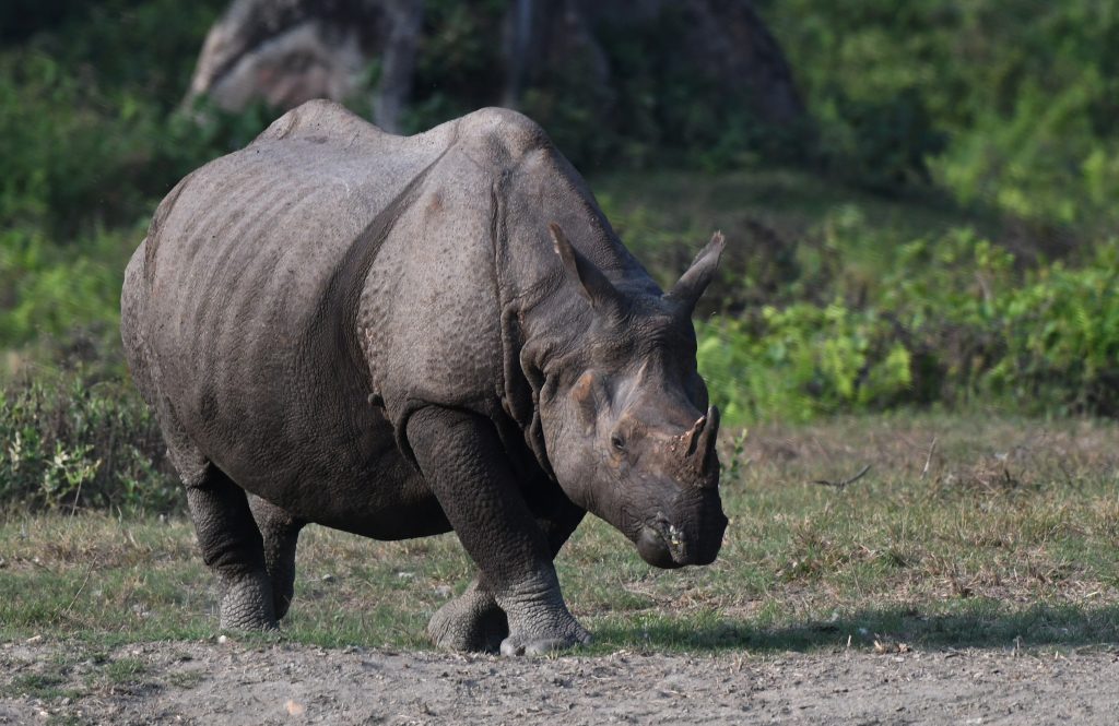 One-horned Rhinoceros - PixaHive