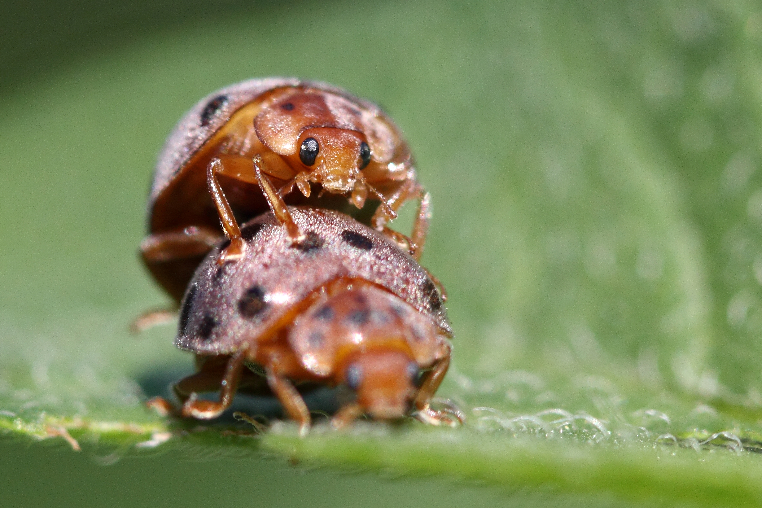 One ladybug over another