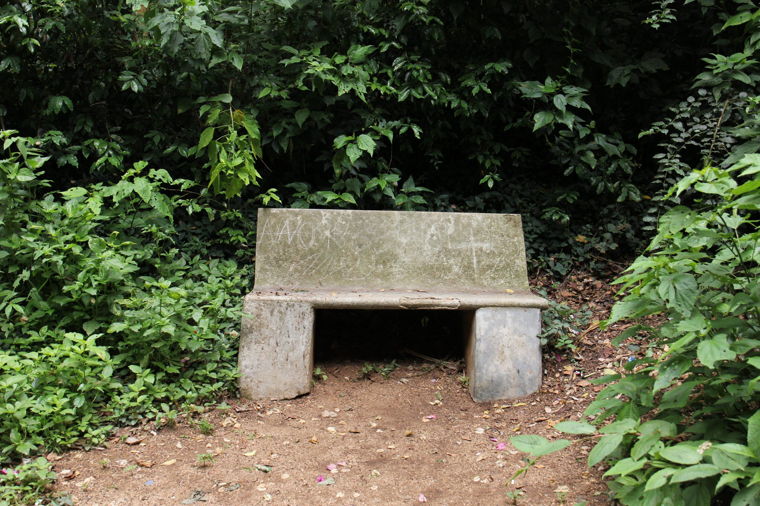 bench in a jungle
