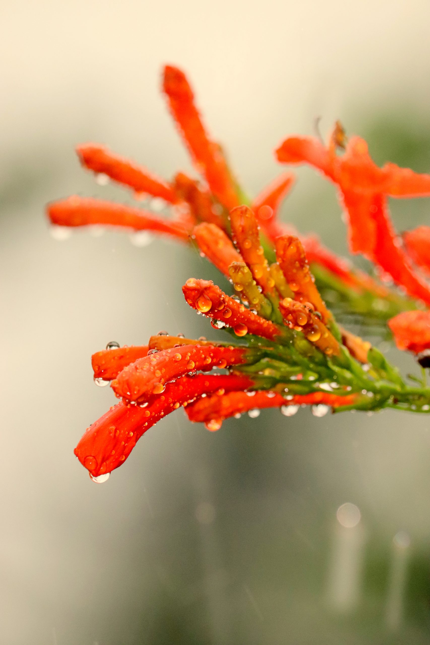 Orange Flower with Droplets