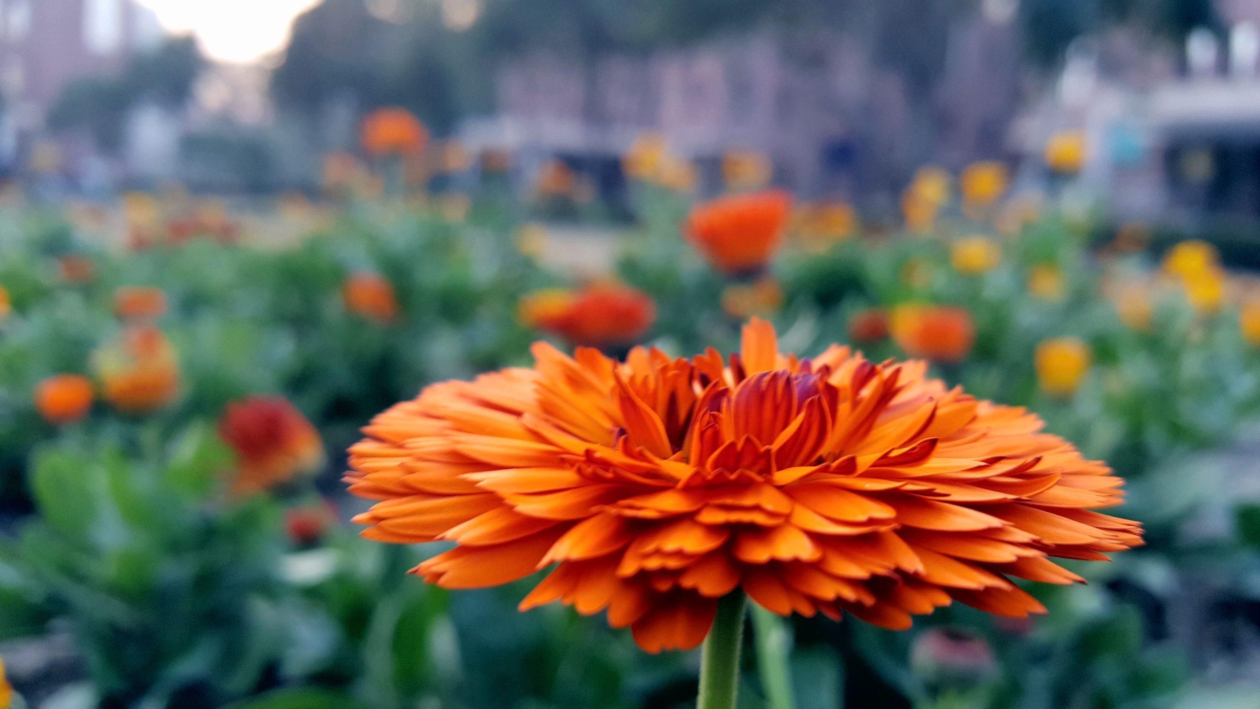 Orange Flowers