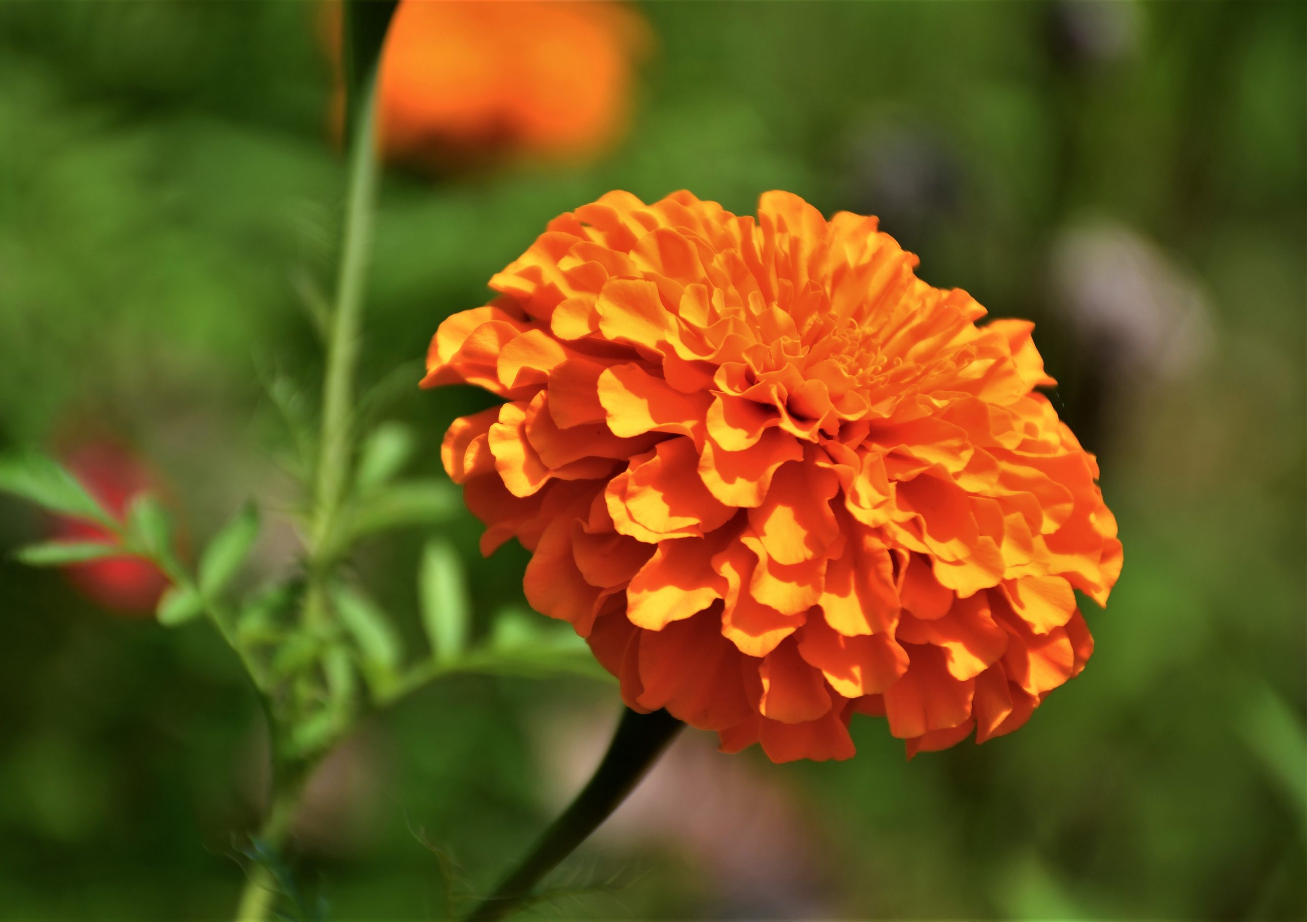 a marigold flower in a garden