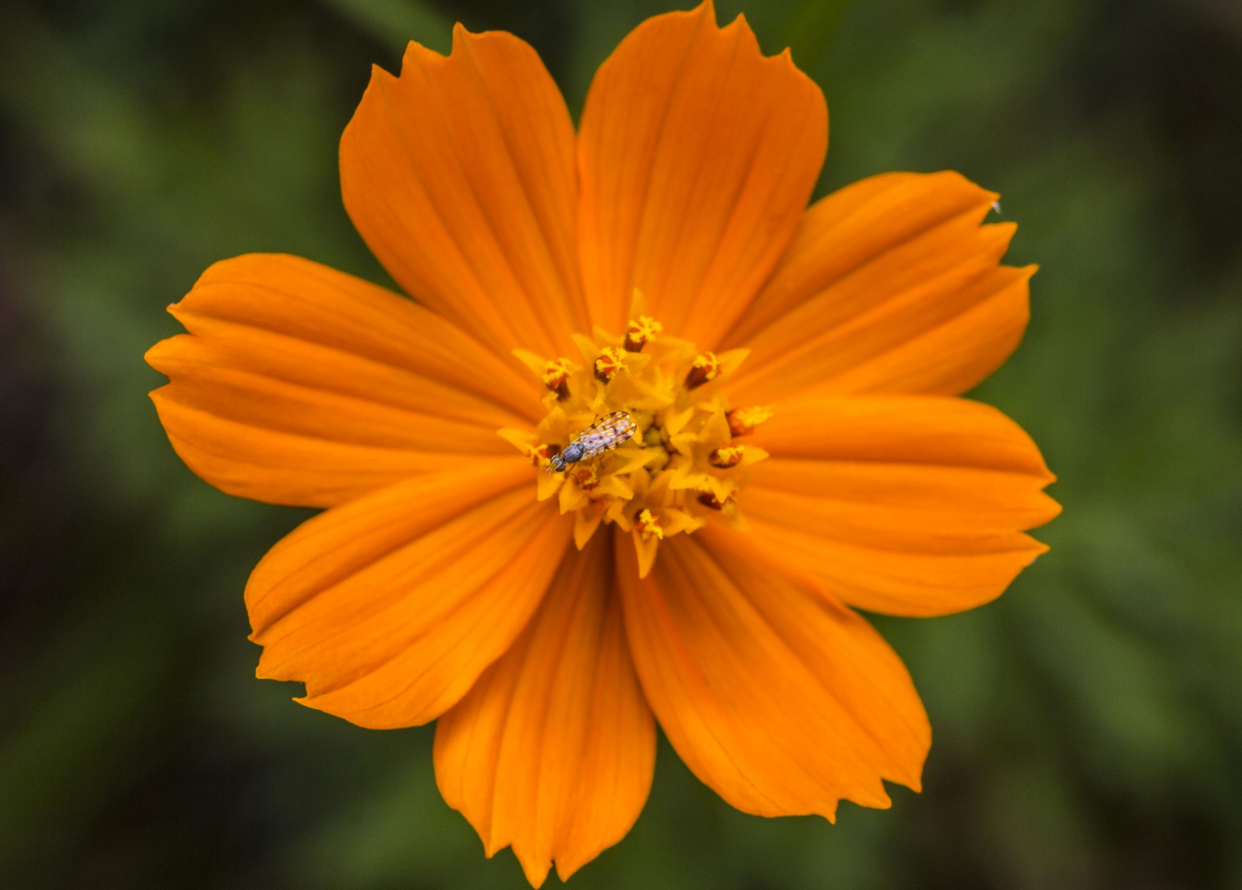insect on orange zenia flower