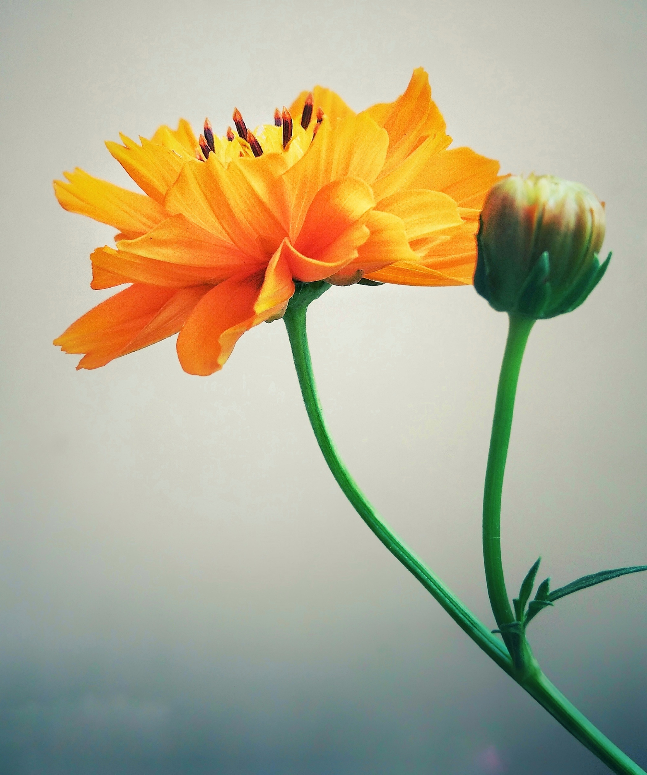 Orange flower on Focus