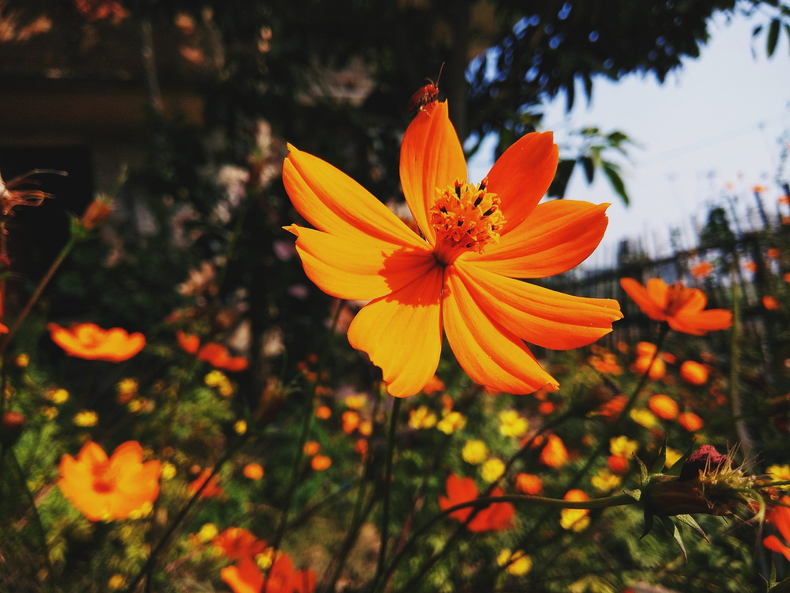 Orange flower on focus