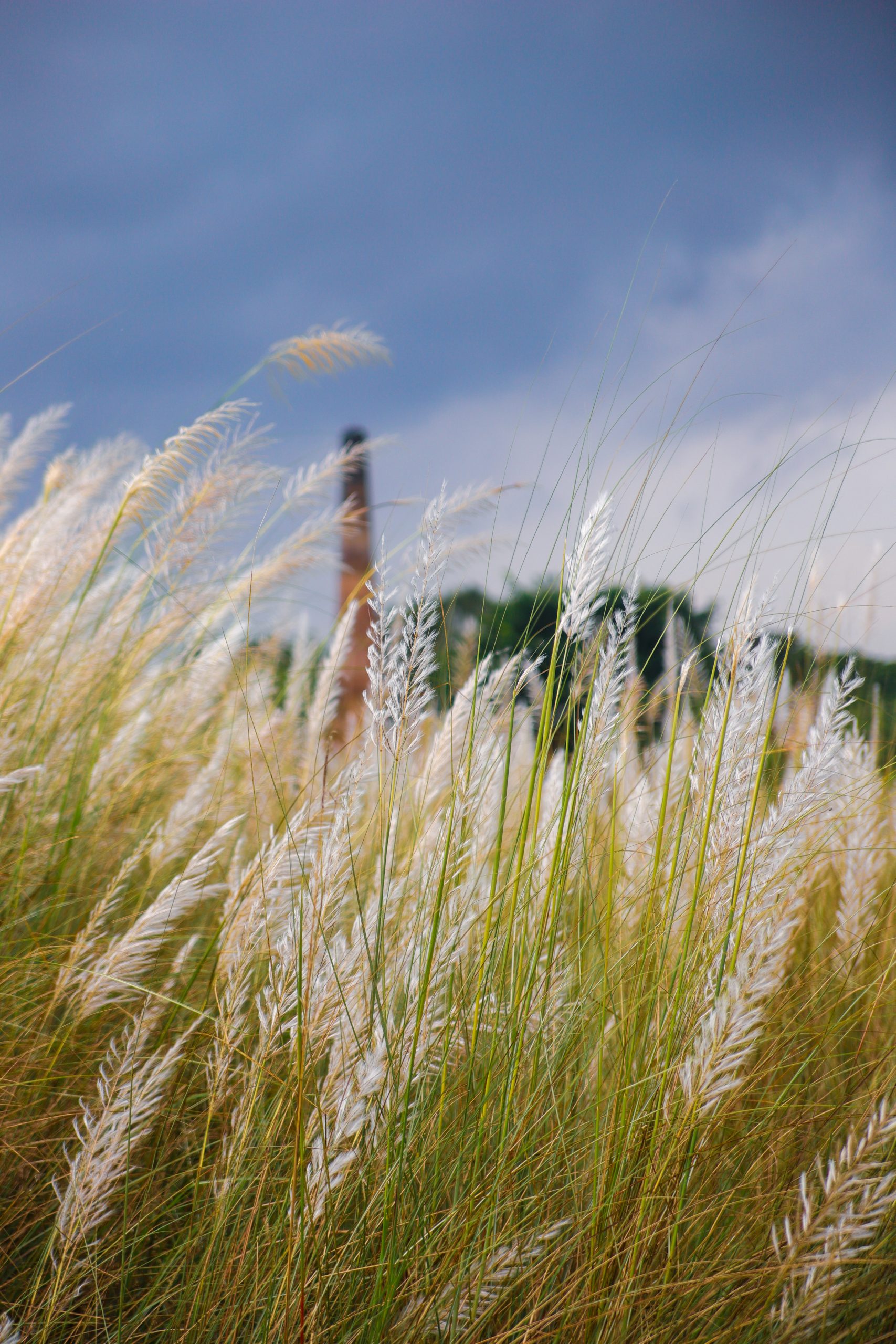 Ornamental grass