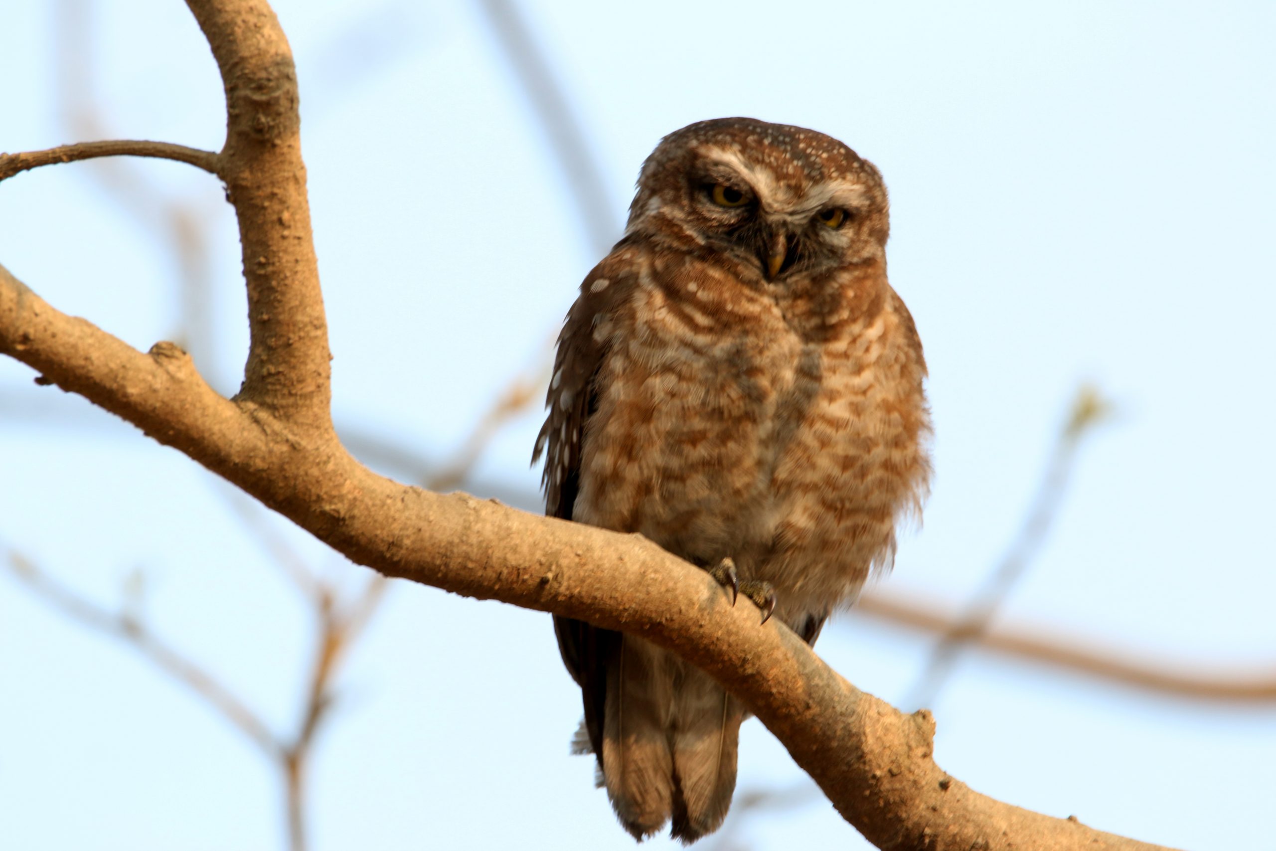 Owlet sitting on a branch