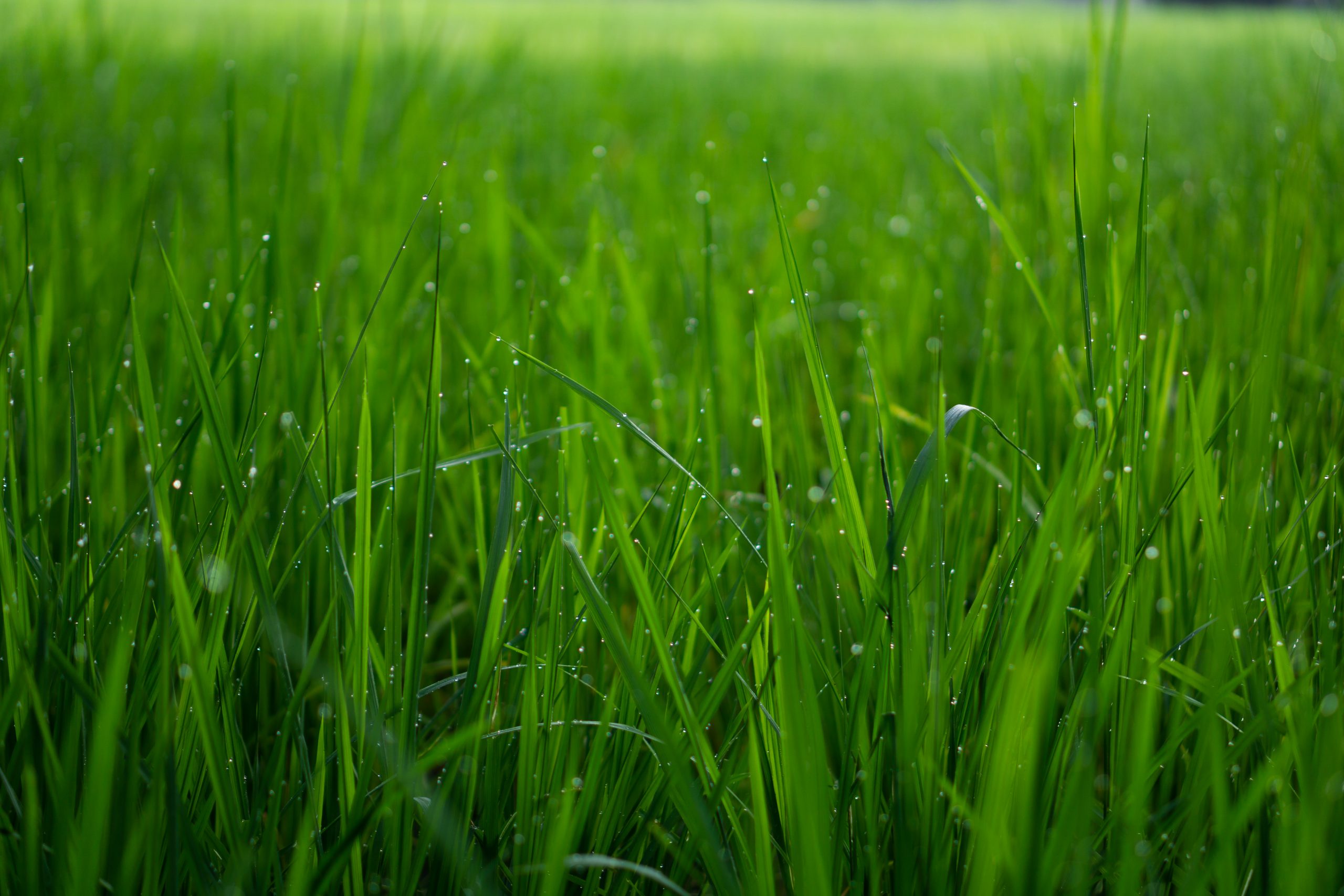 Paddy Grass Field In the early morning