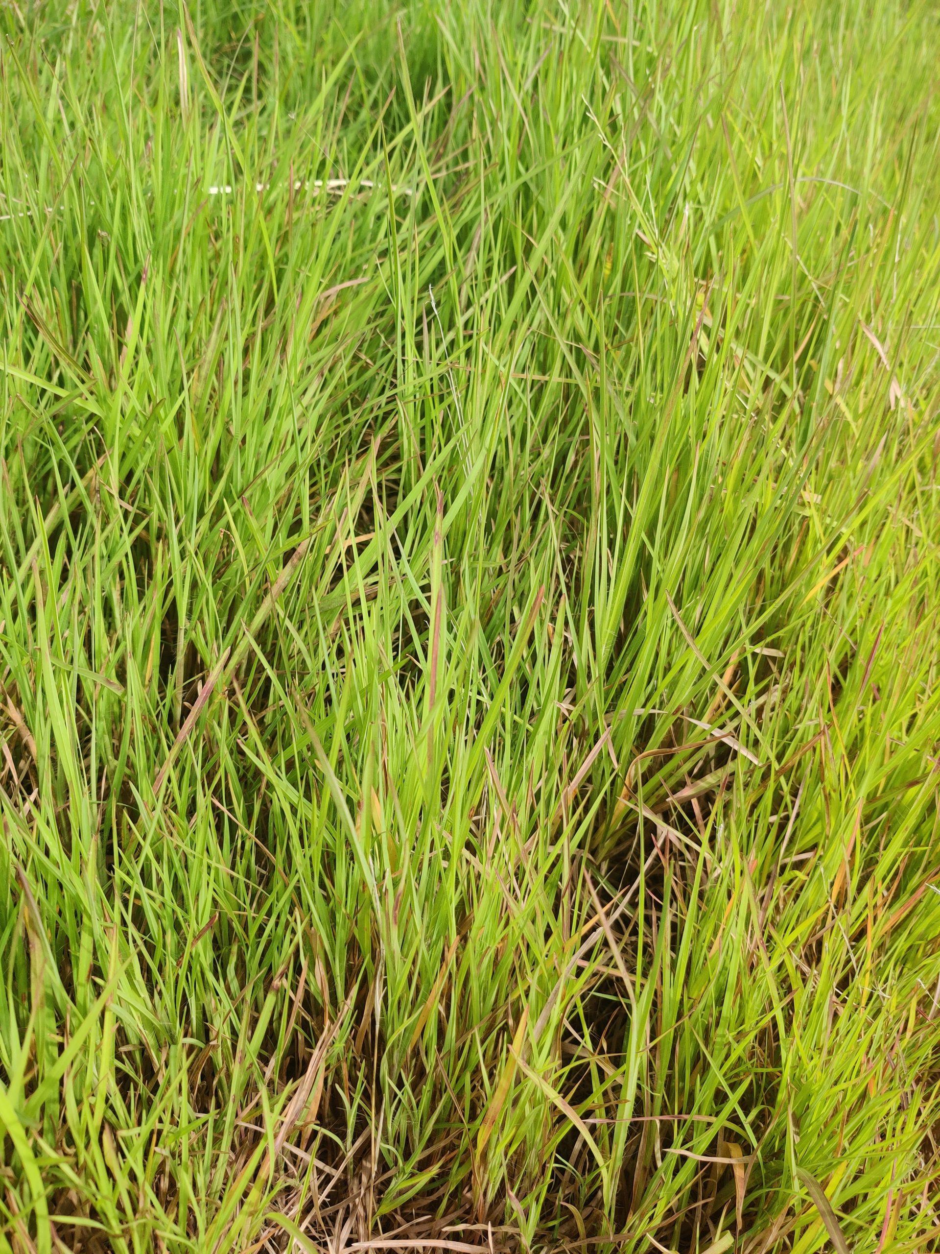 Paddy Green Grasses