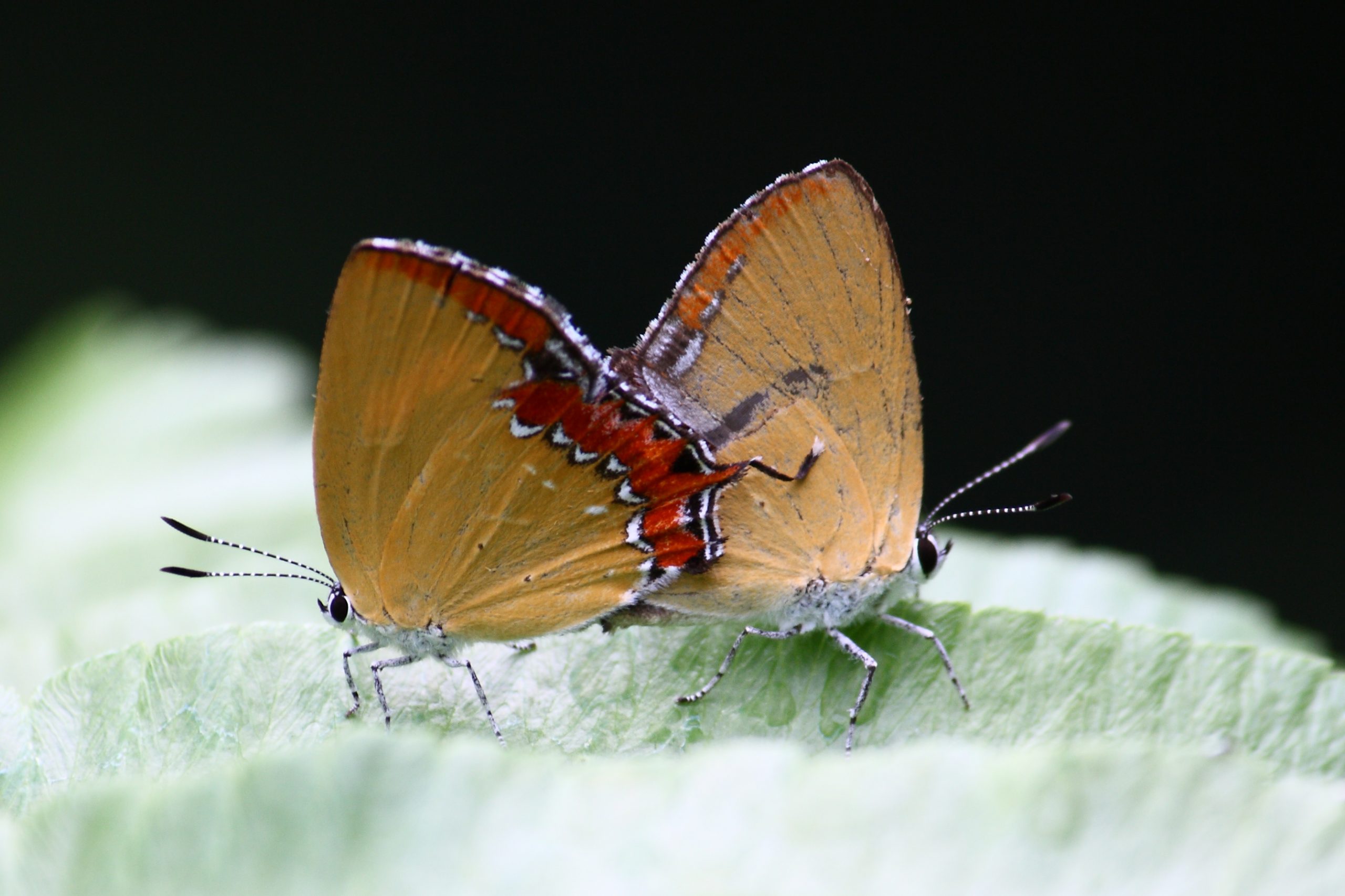 Pair of Butterflies