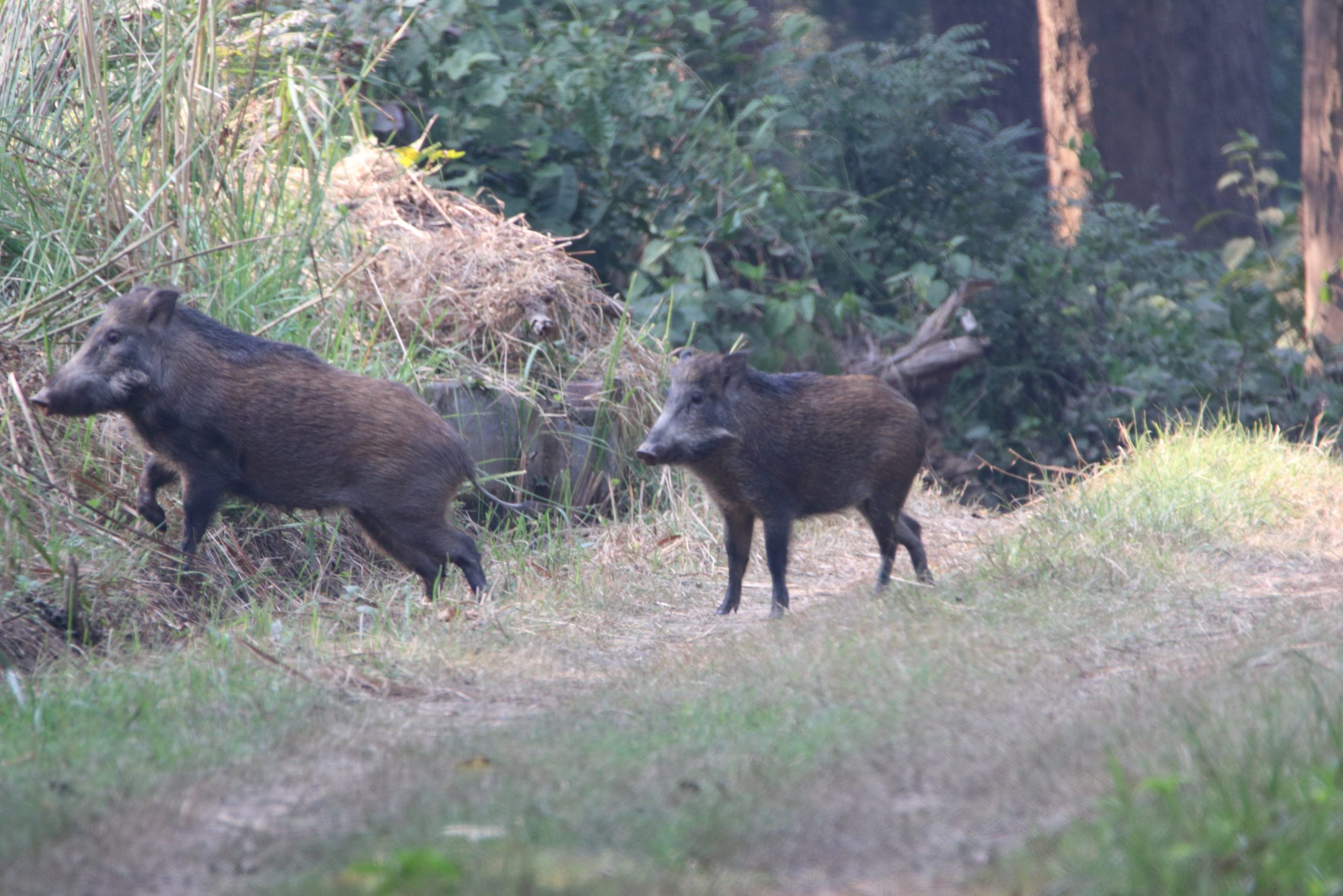 Pair of wild boar - PixaHive