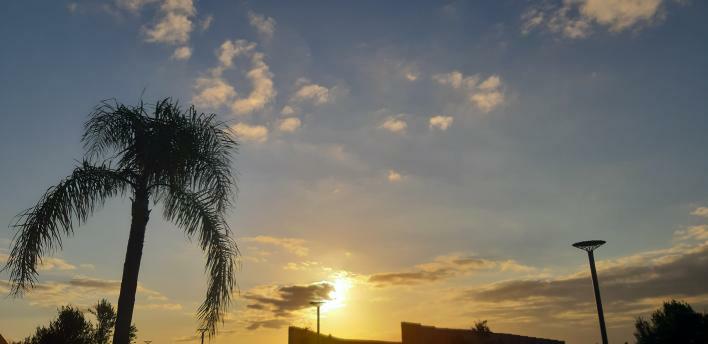 Palm tree and sky