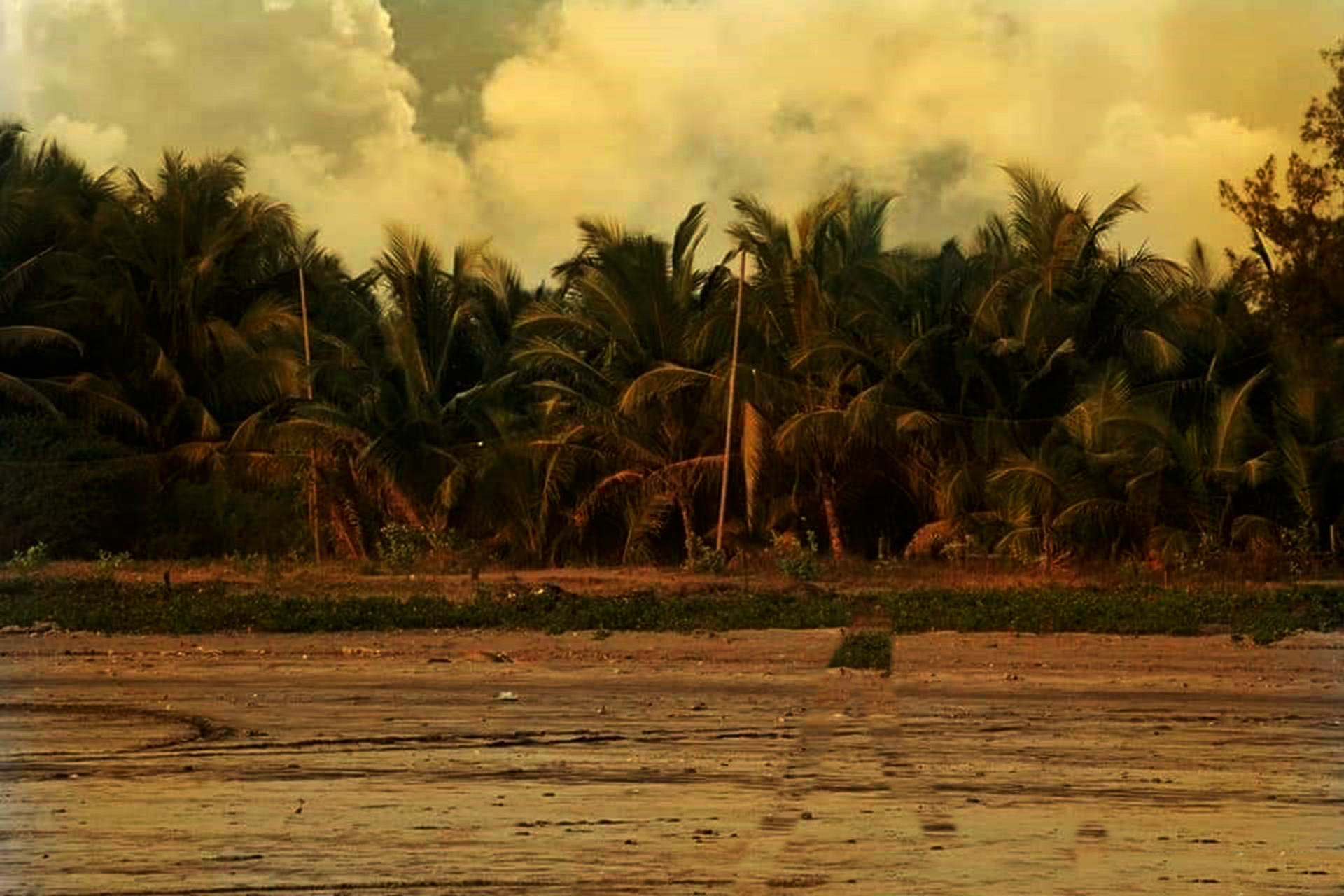 Palm trees at Kihim Beach