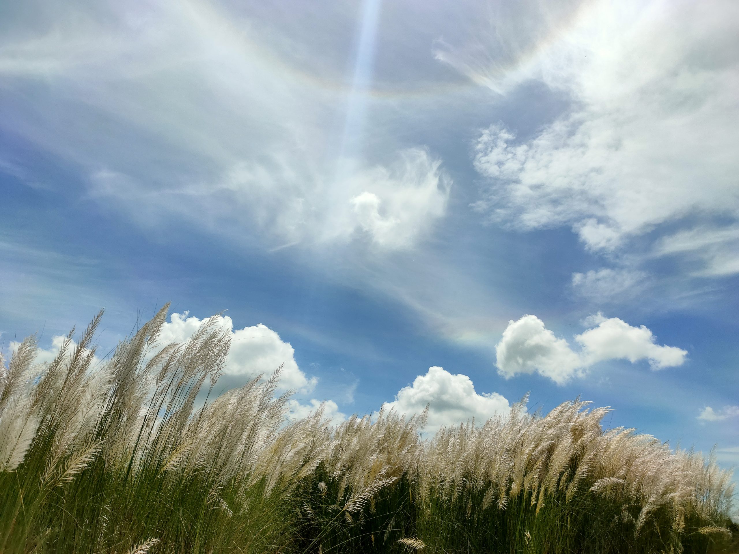 Pampas grass and sky