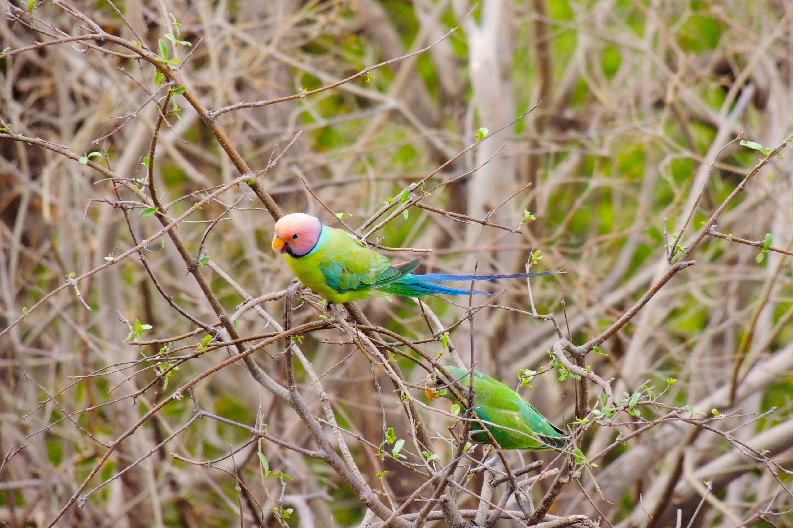 Parakeet perched on a tree