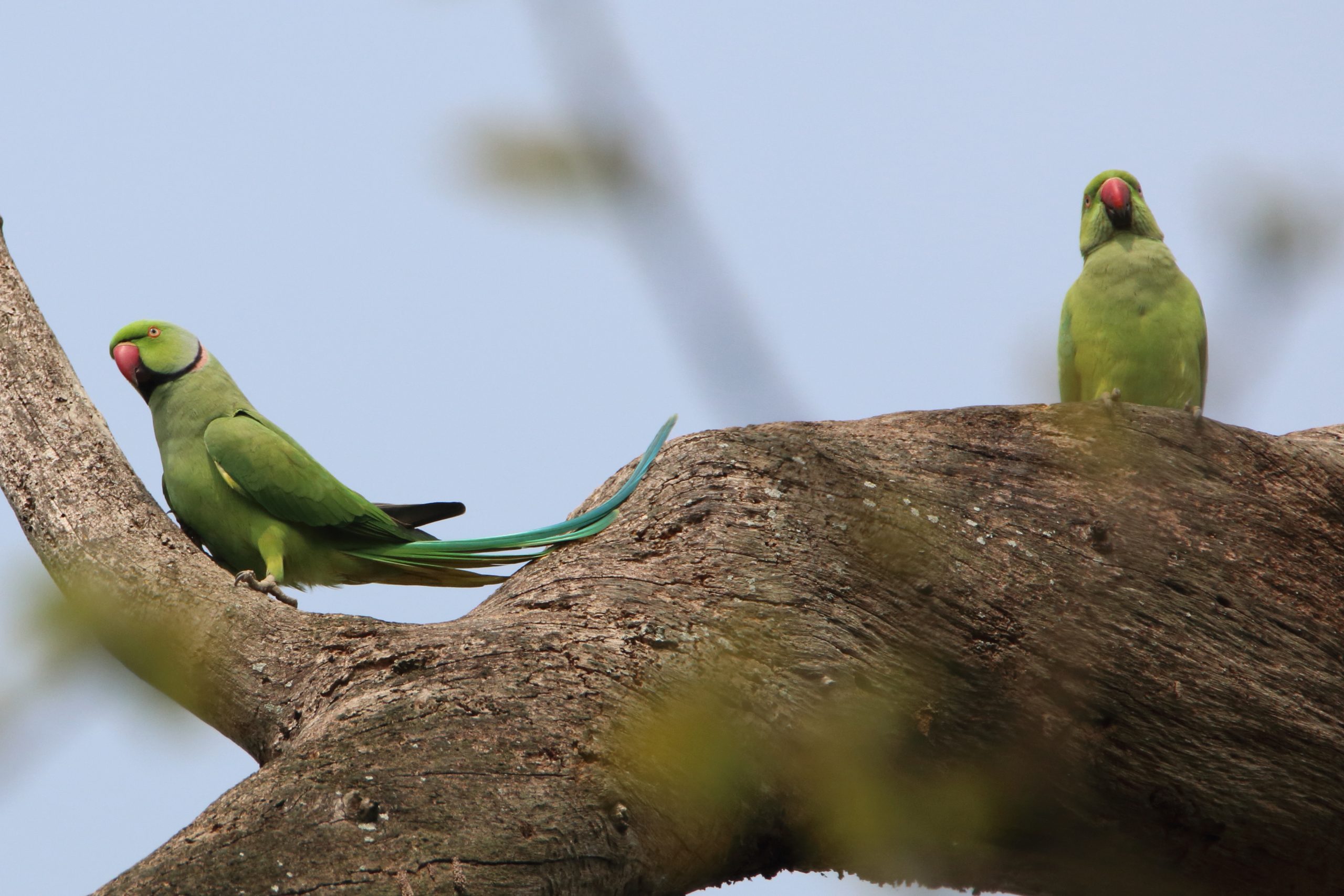 Parakeet pair on a branch of a tree