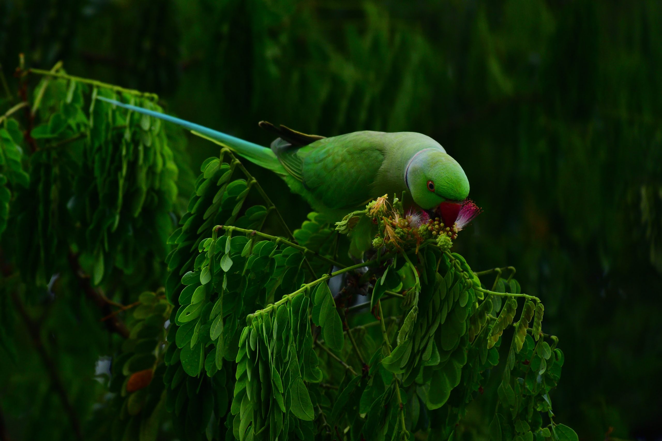 Feeding Parrot