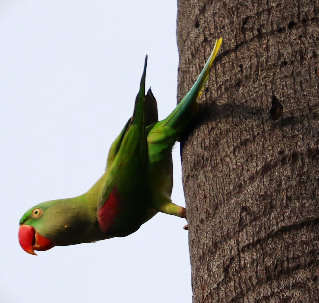 Parrot on the Tree