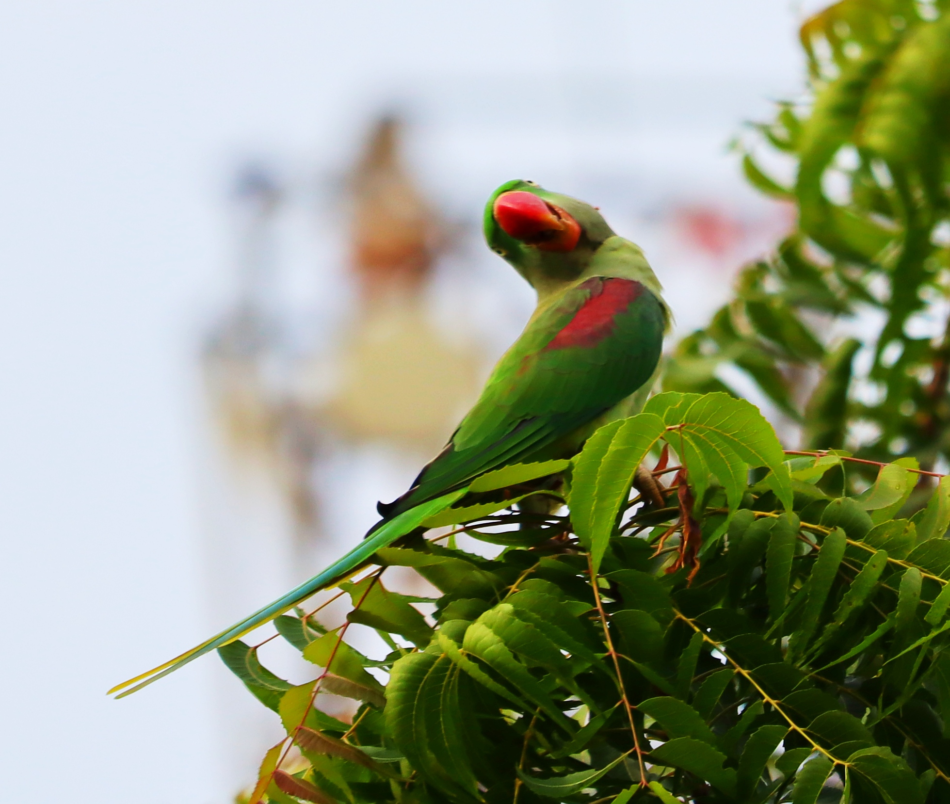 Parrot on the Trees