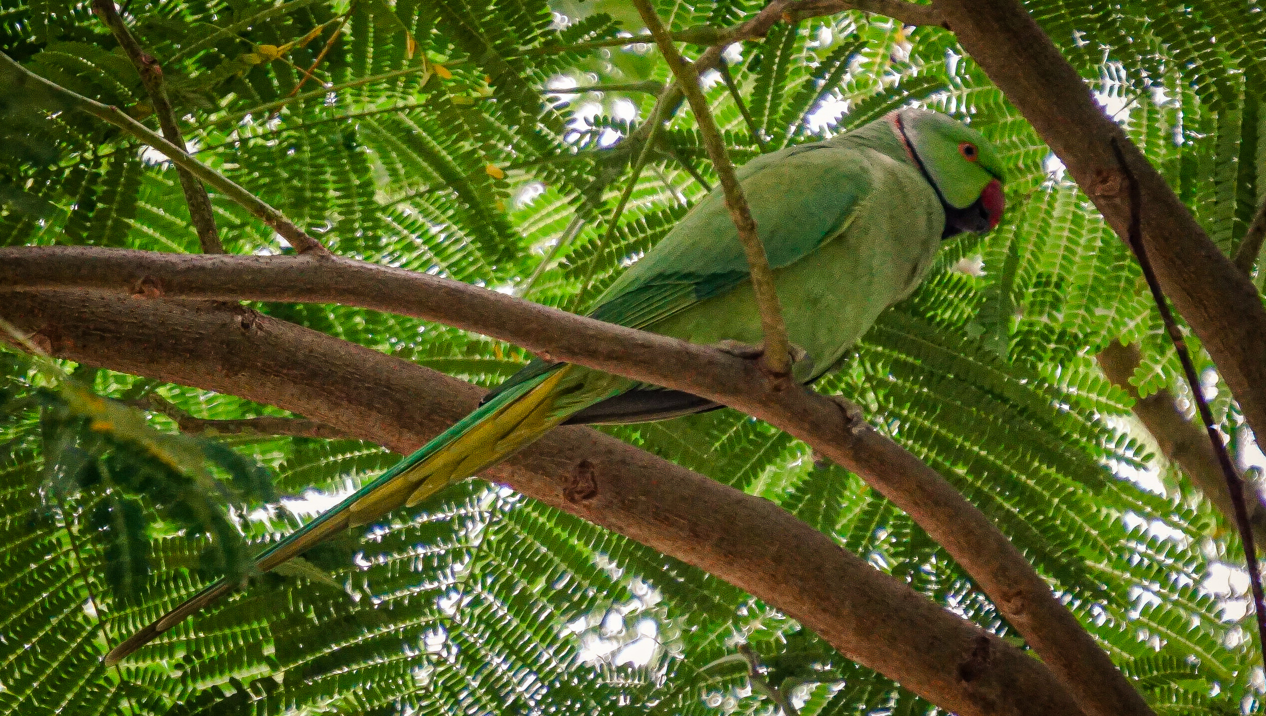 Parrot sitting on branch of a tree