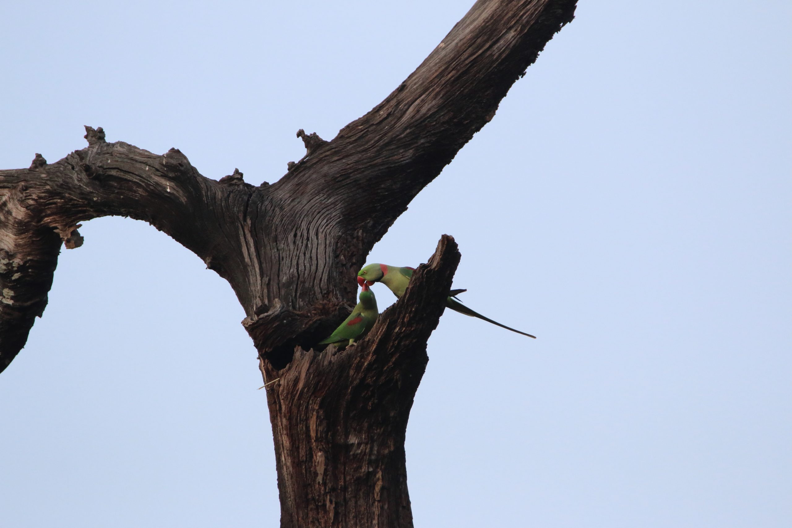 Parrots on a dry tree