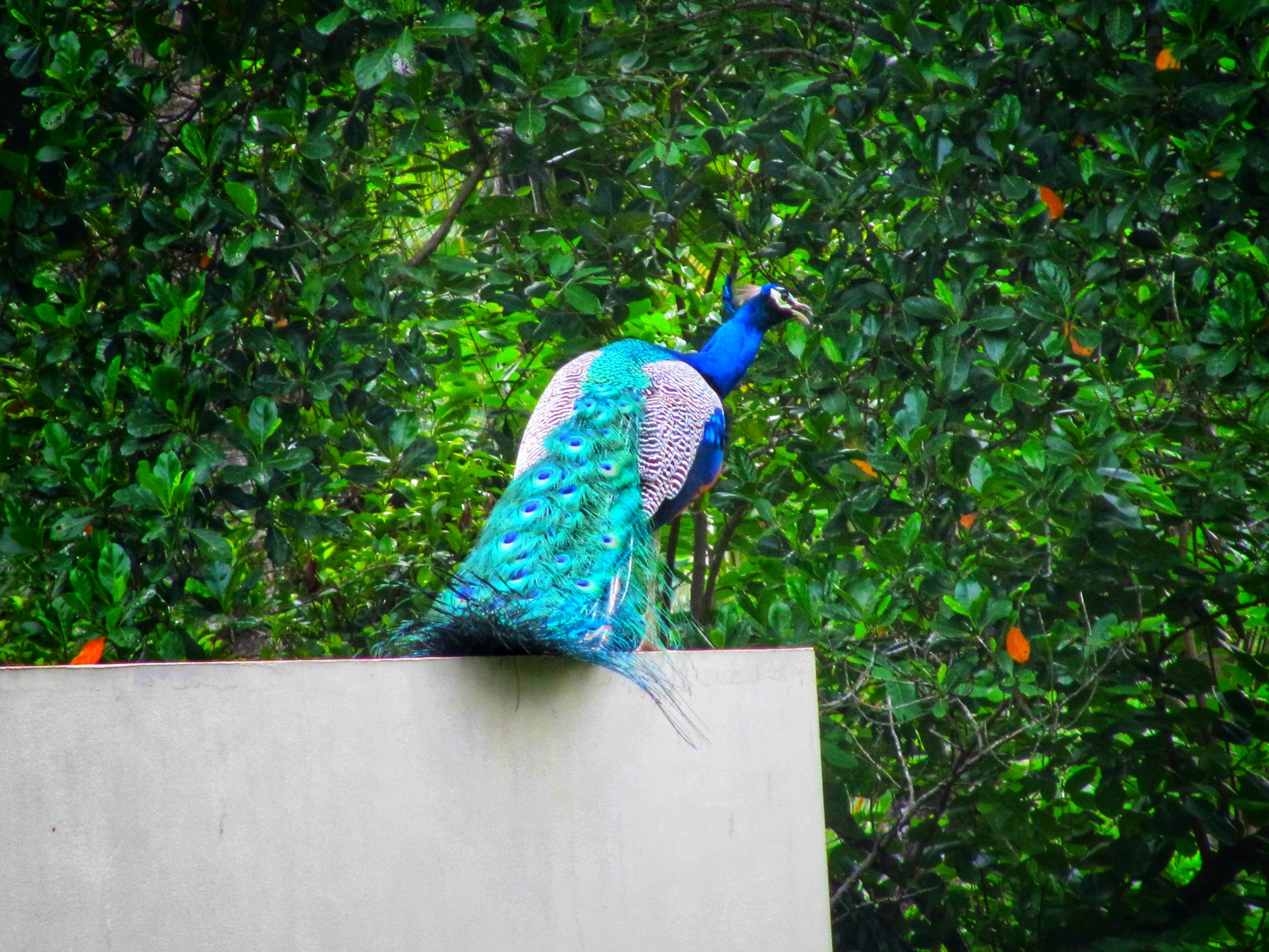 Peacock