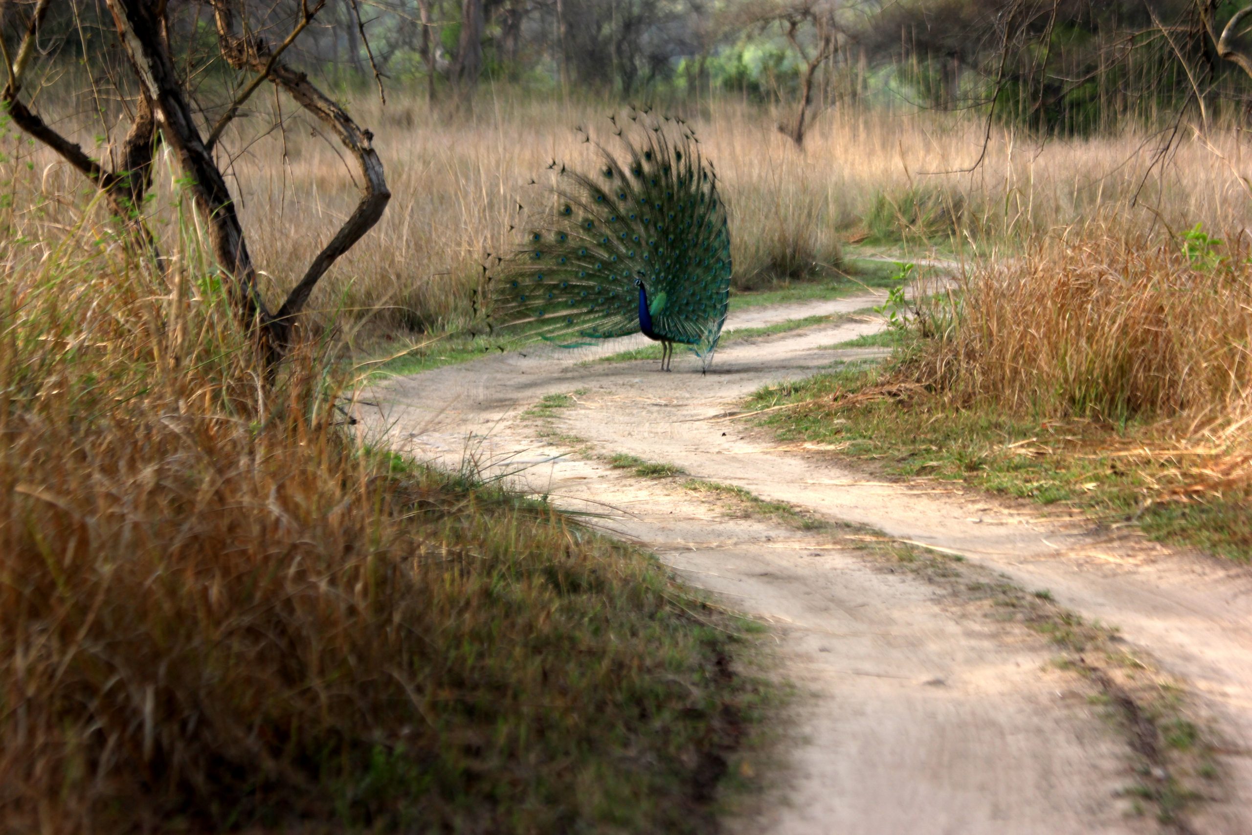 Dancing peacock