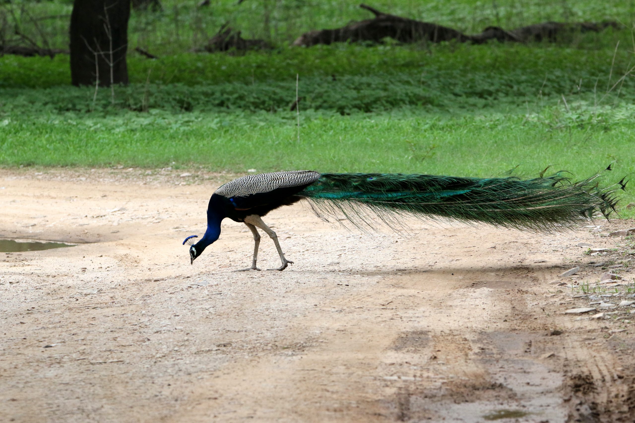 Peacock in nature reserve