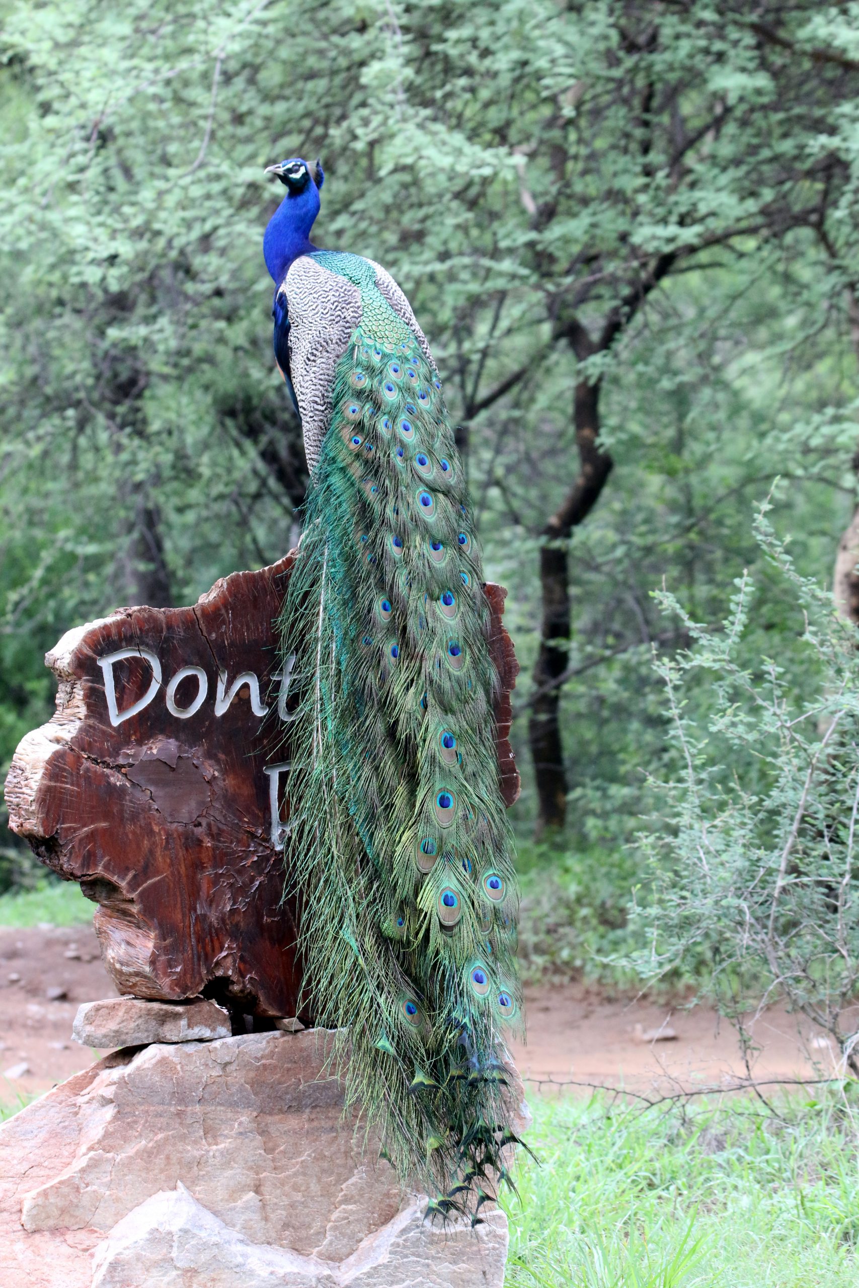 Peacock