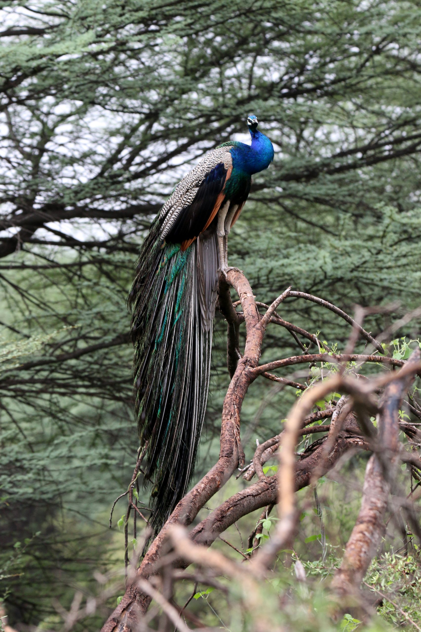 Peacock