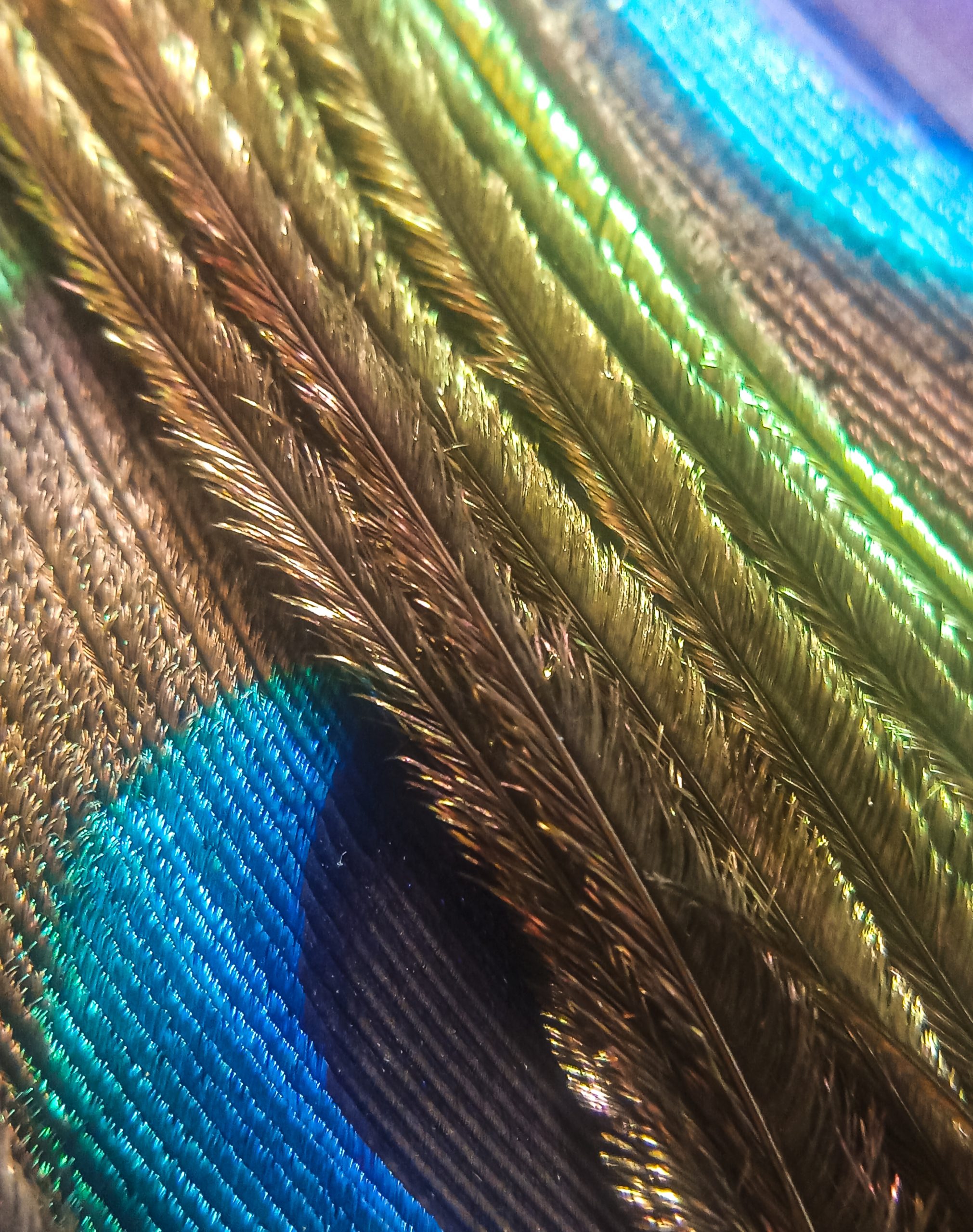 Peacock Feather on Focus
