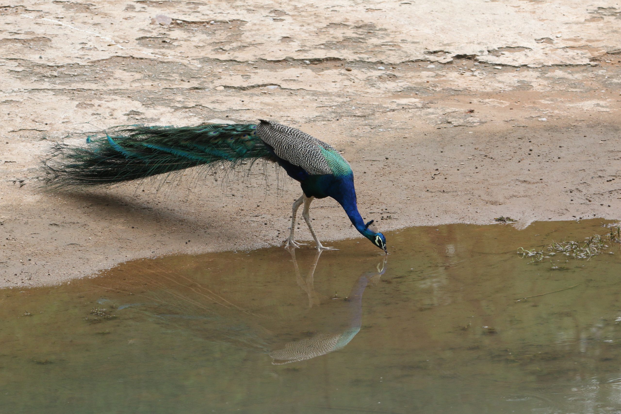 Peacock drinking water