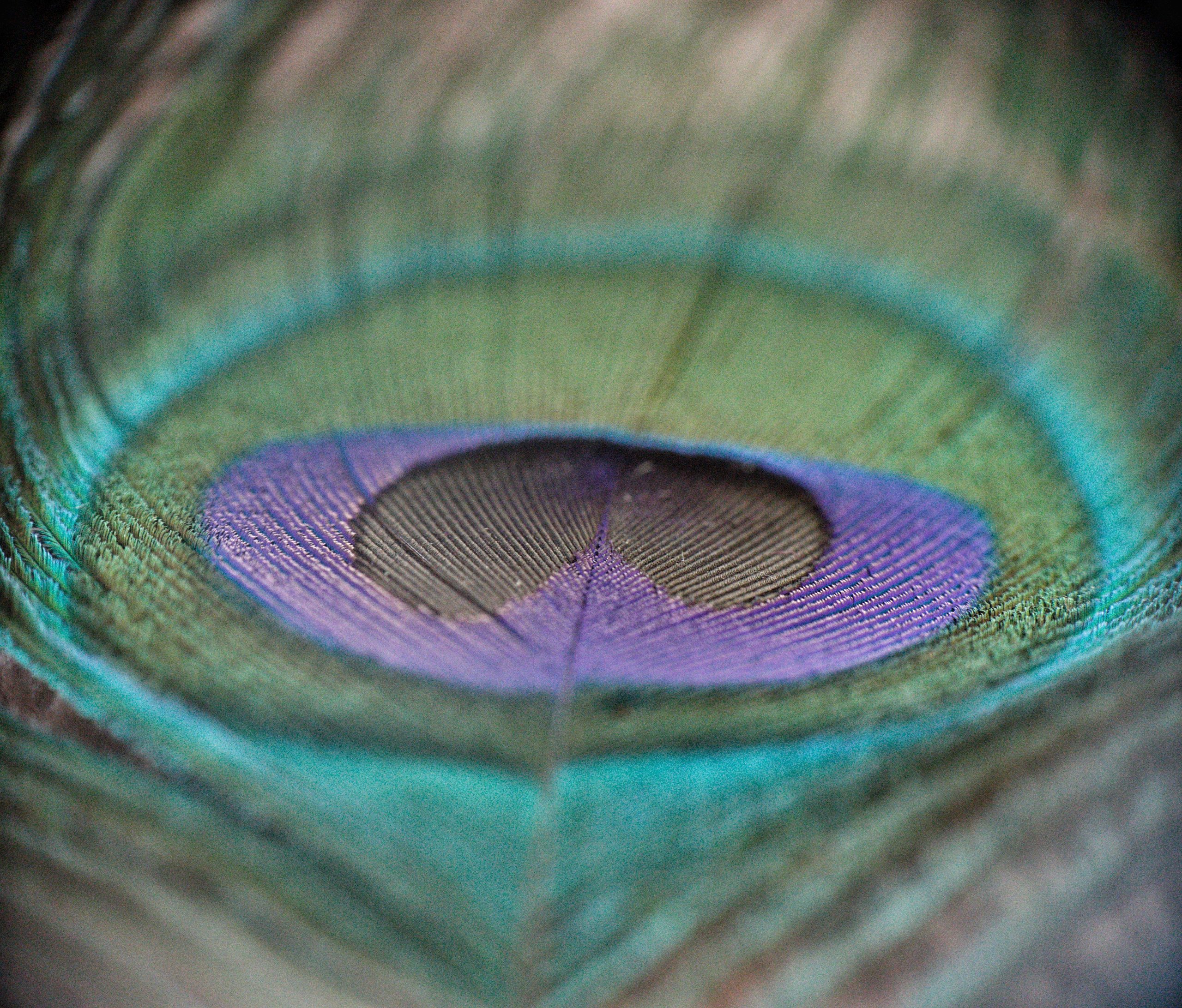 Peacock feather on Focus